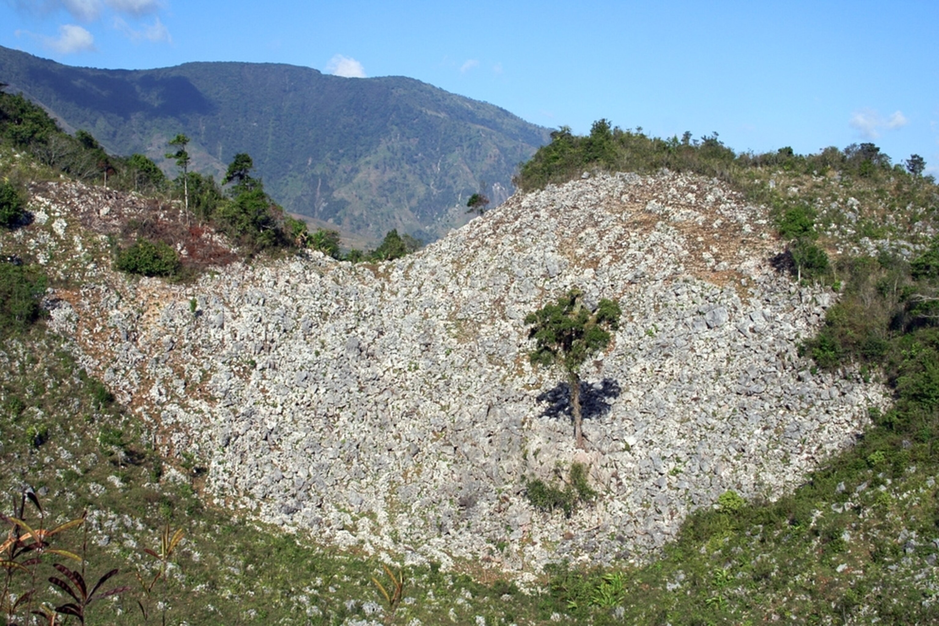 A lone tree stands on a deforested Haitian hillside