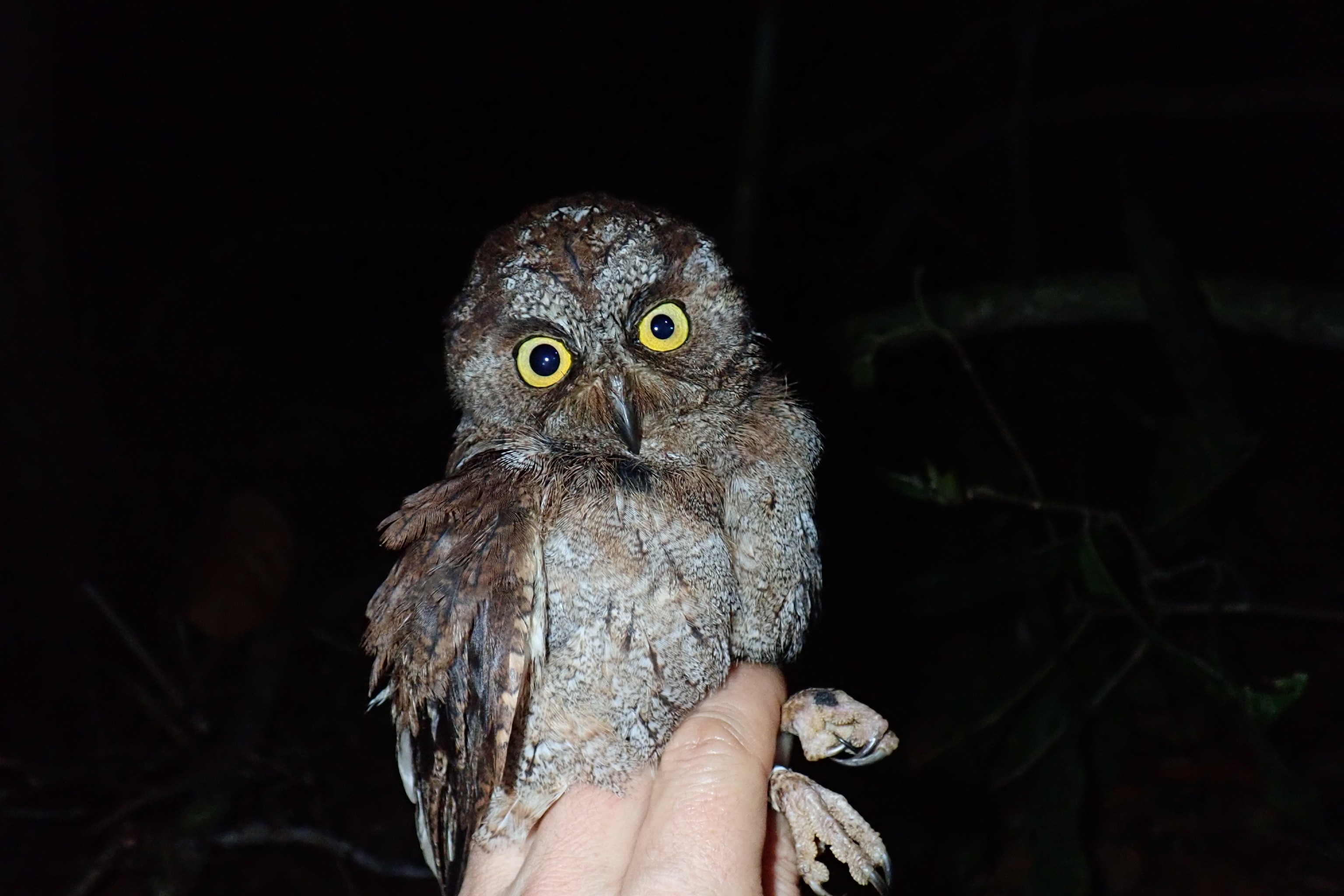 New owl species found—and it has a haunting screech