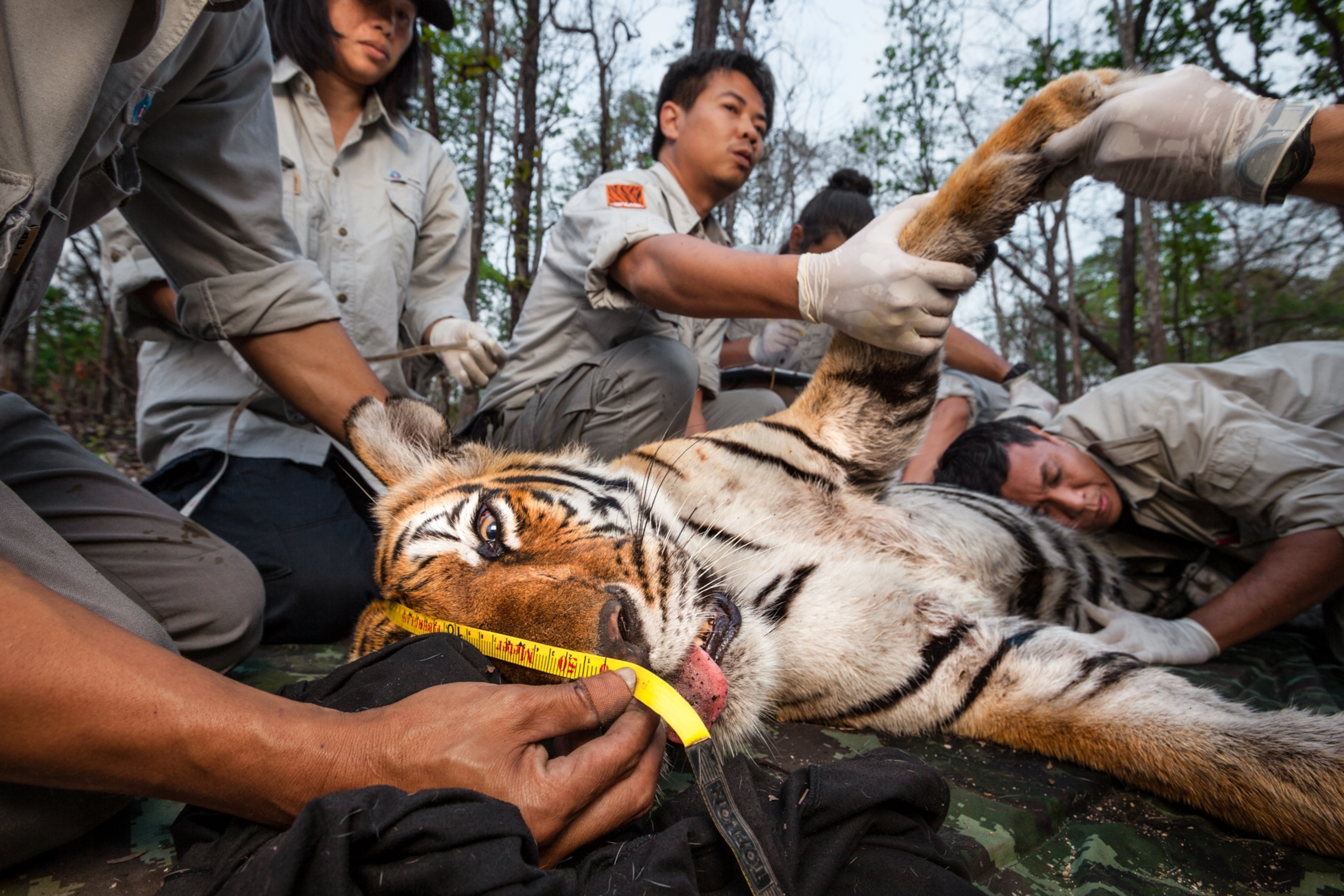 Researchers with the Thai Tiger Team, led by Achara and Saksit Simcharoen, measure, weigh, and fit an Indochinese tiger with a radio collar in Huai Kha Khaeng Wildlife Sanctuary.