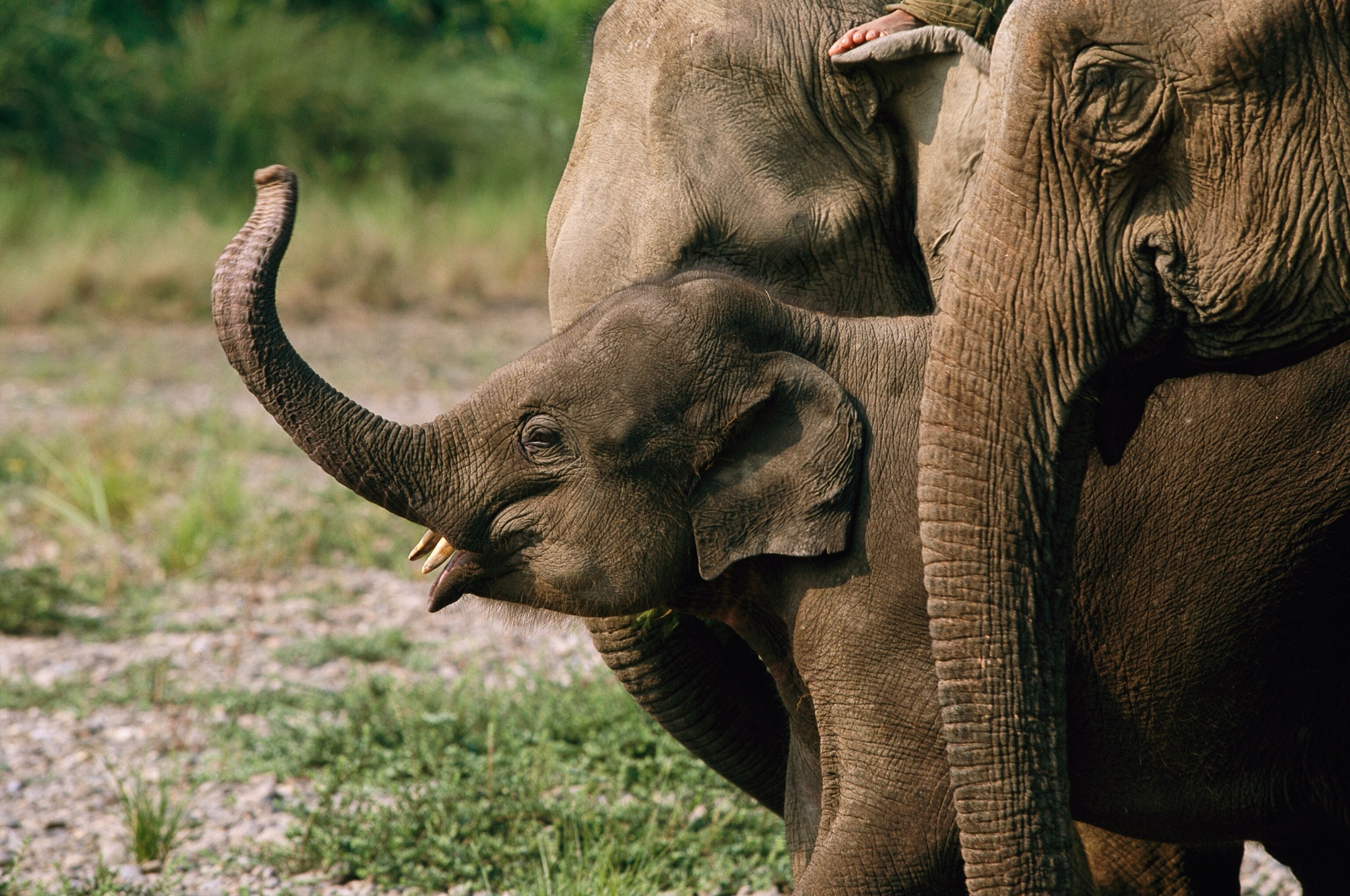 a baby Asian elephant and adult members of its group.