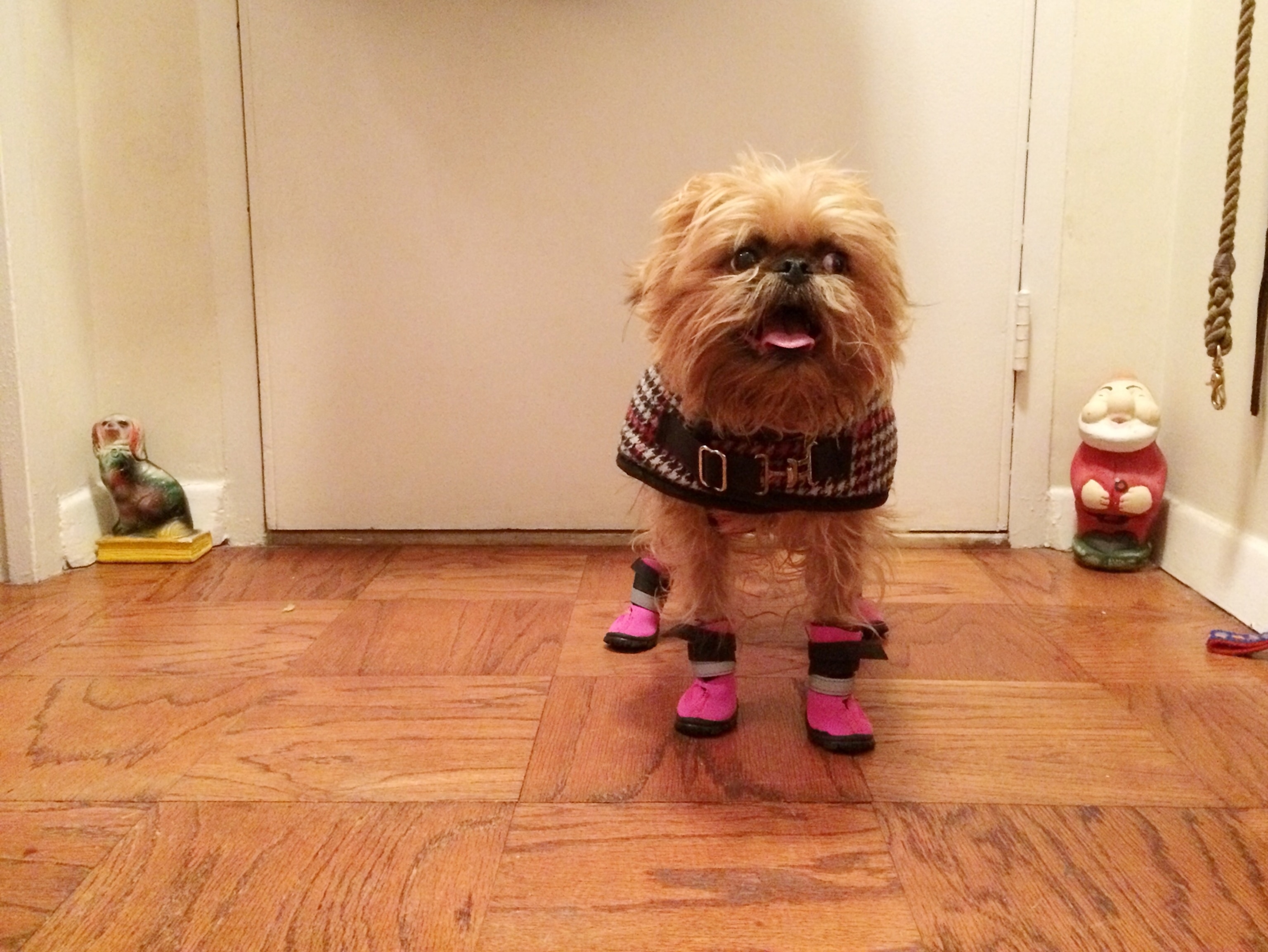 a little dog with shoes and a sweater on