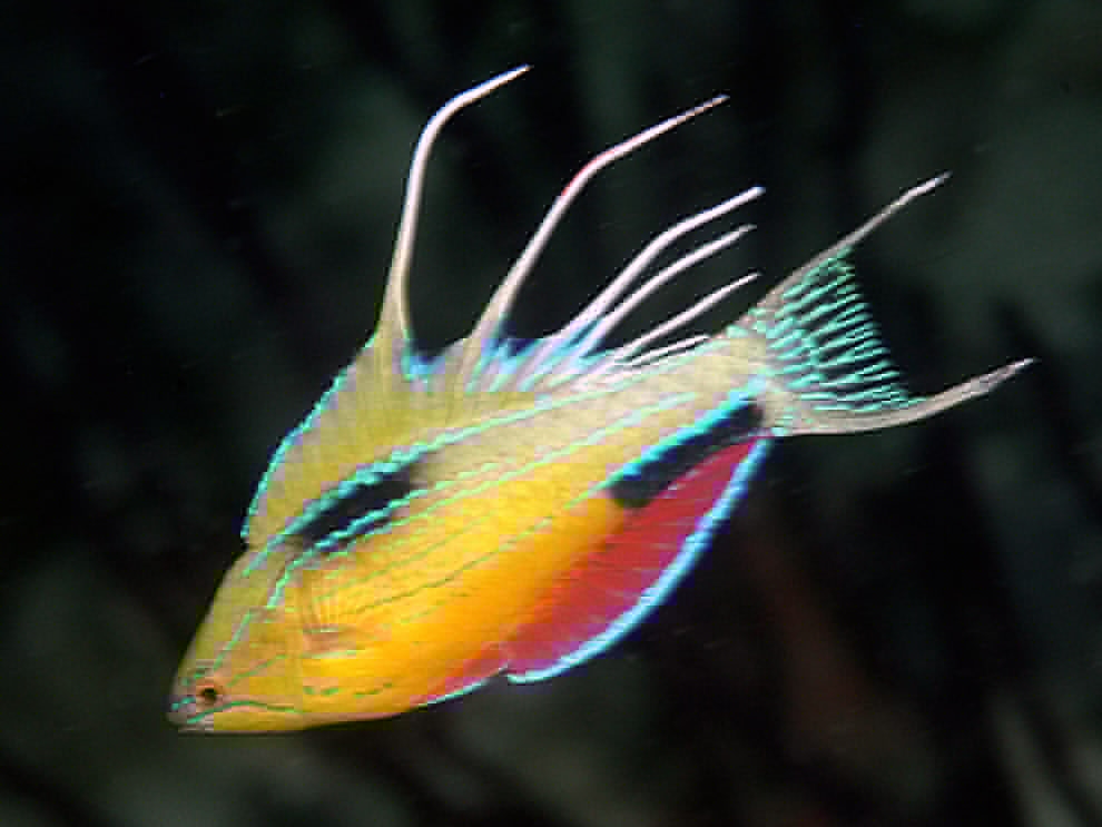 a new species of flasher wrasse fish, for a gallery on 20 surprising new species of the last 20 years