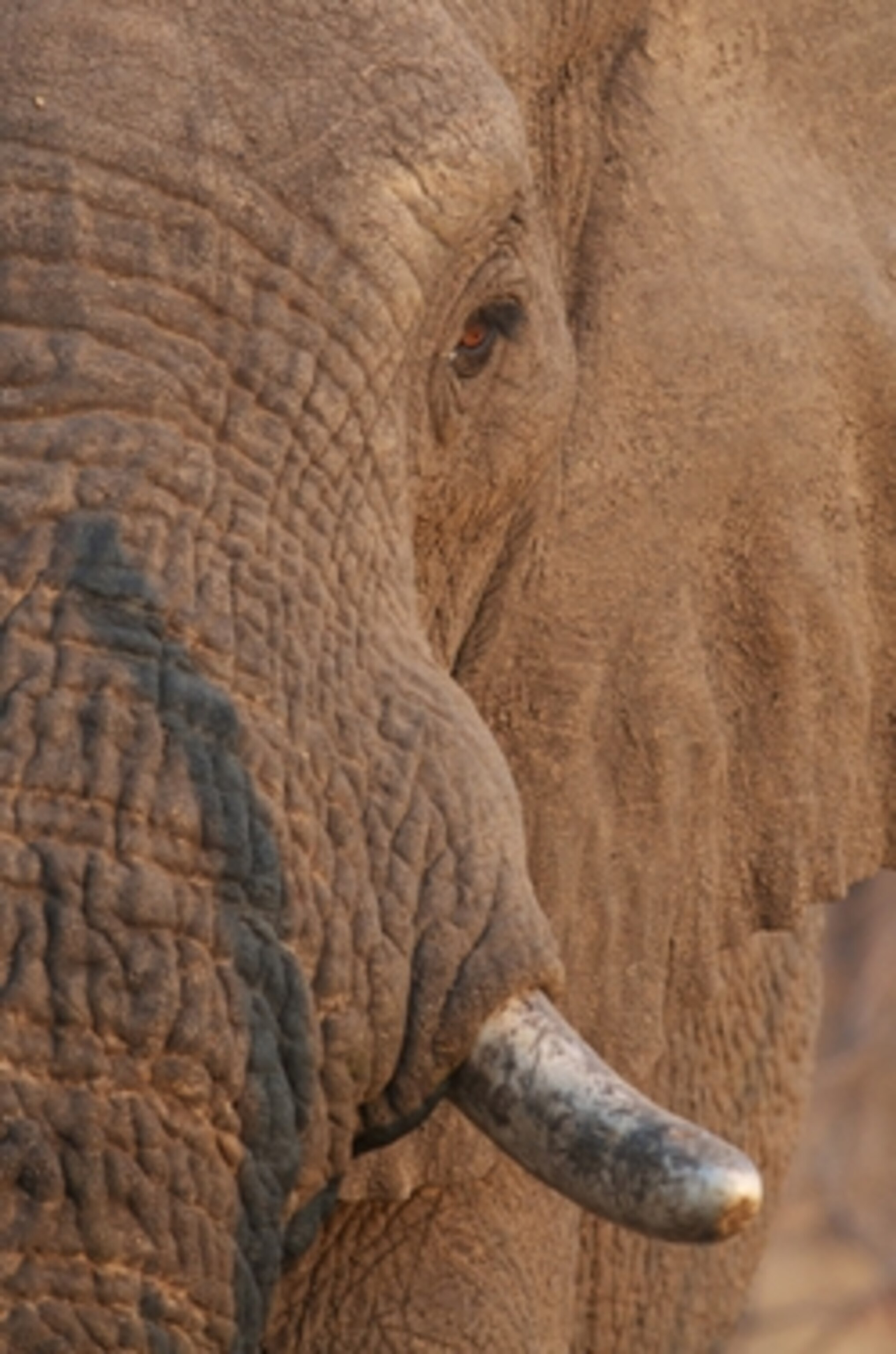 Playing the Big Five Game in Zambia