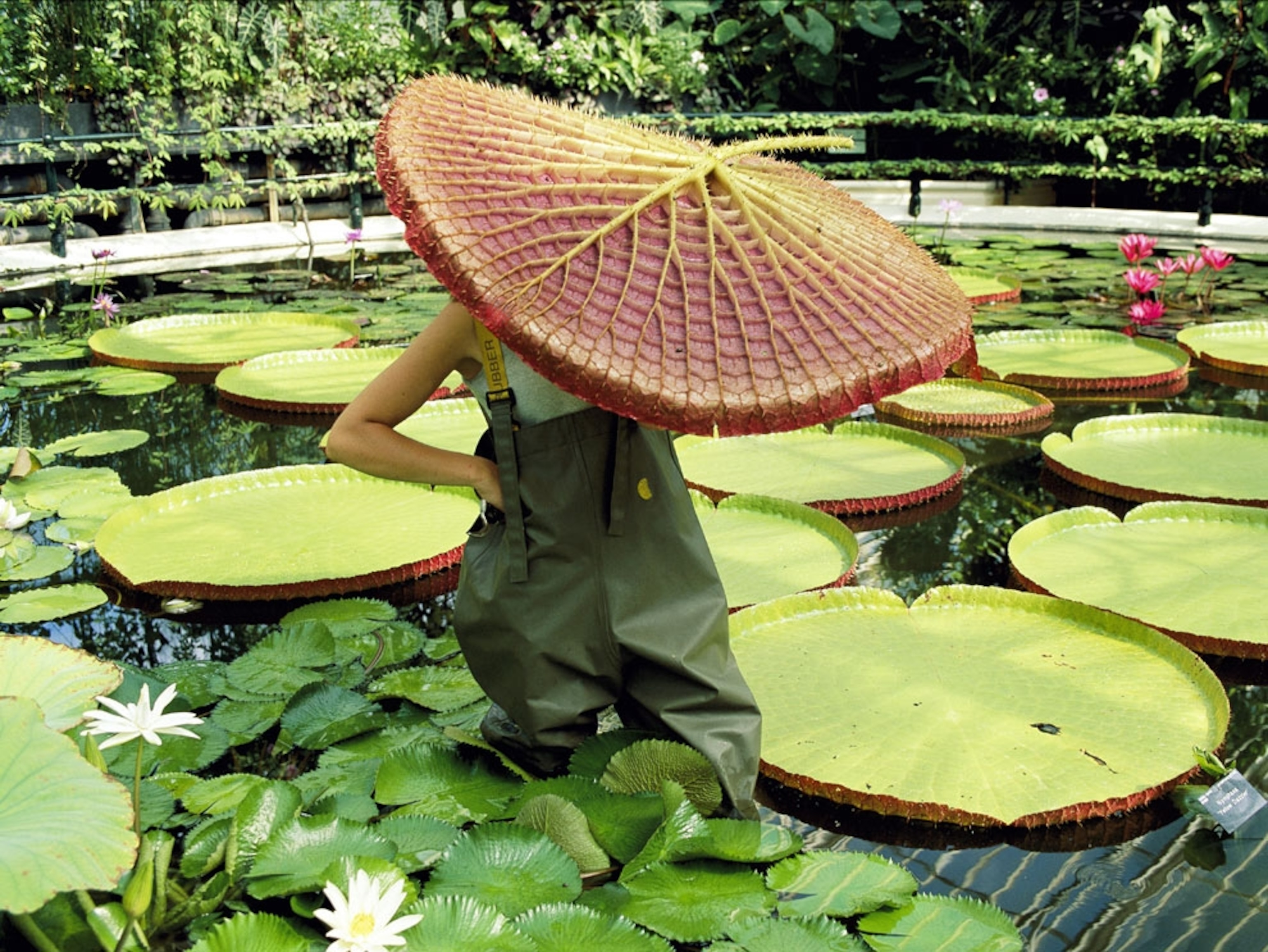 Woman with lilies in Kew Gardens