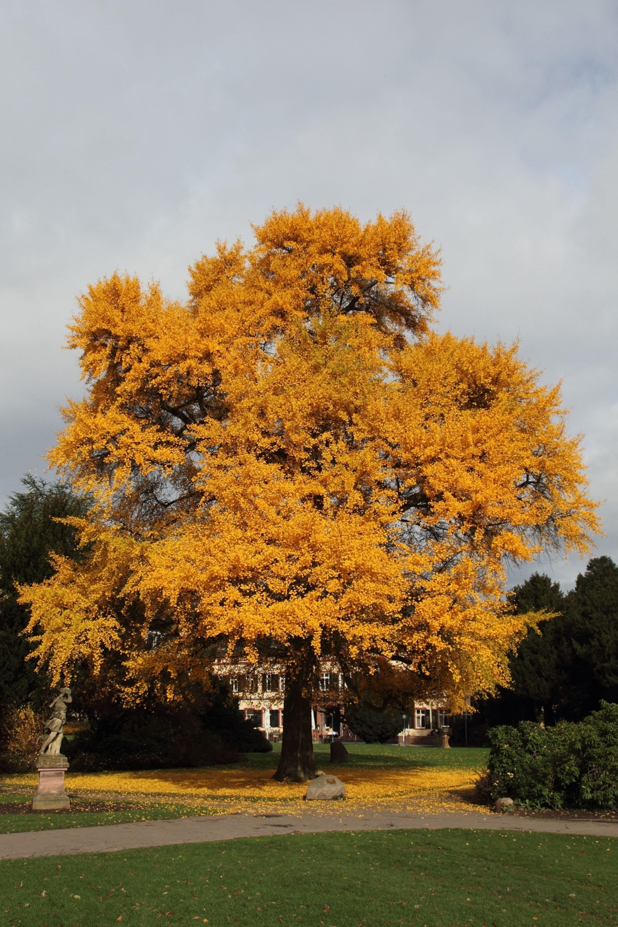 a big ginkgo tree with deep yellow leaves