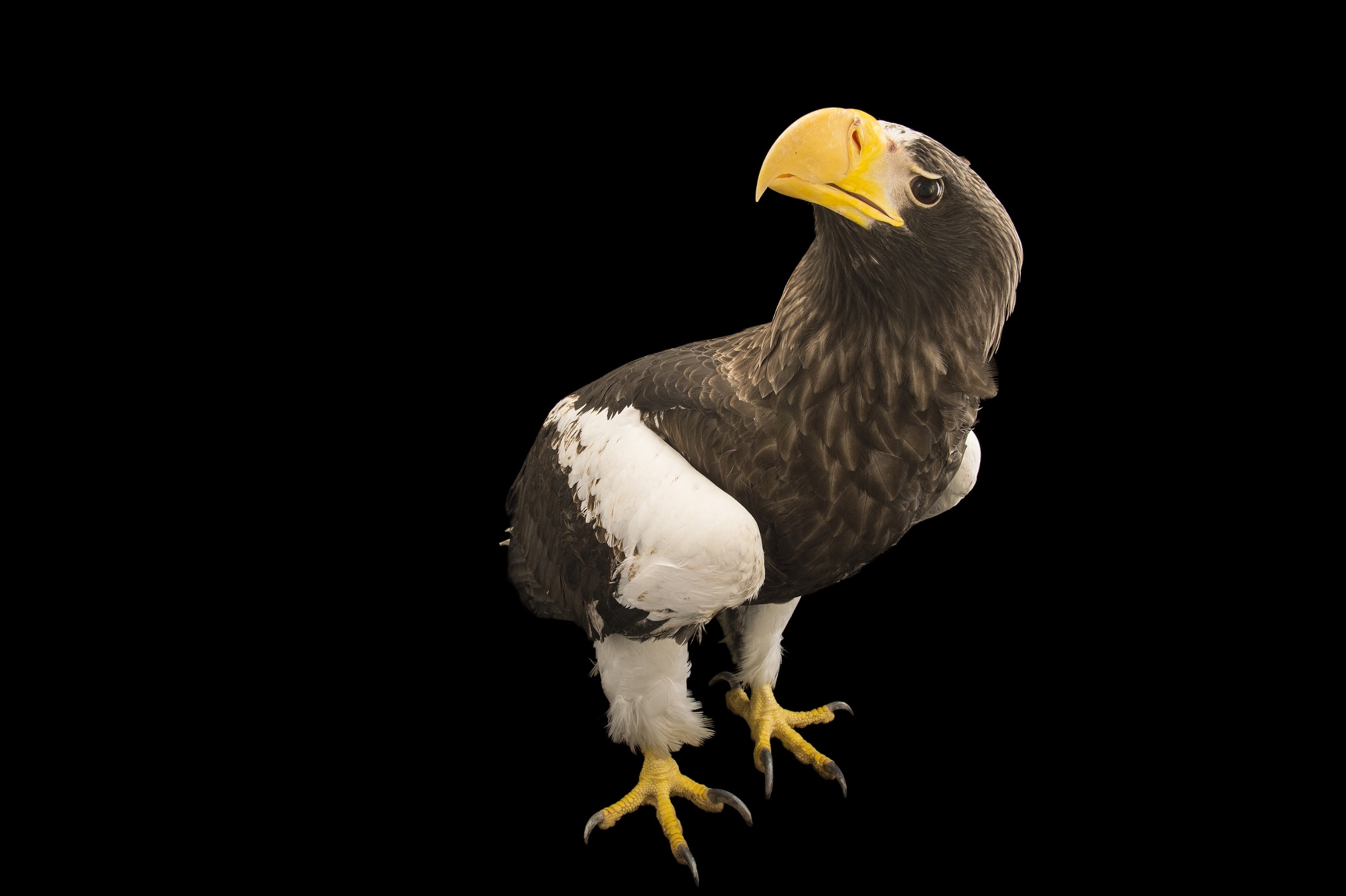 Steller's Sea Eagle | National Geographic