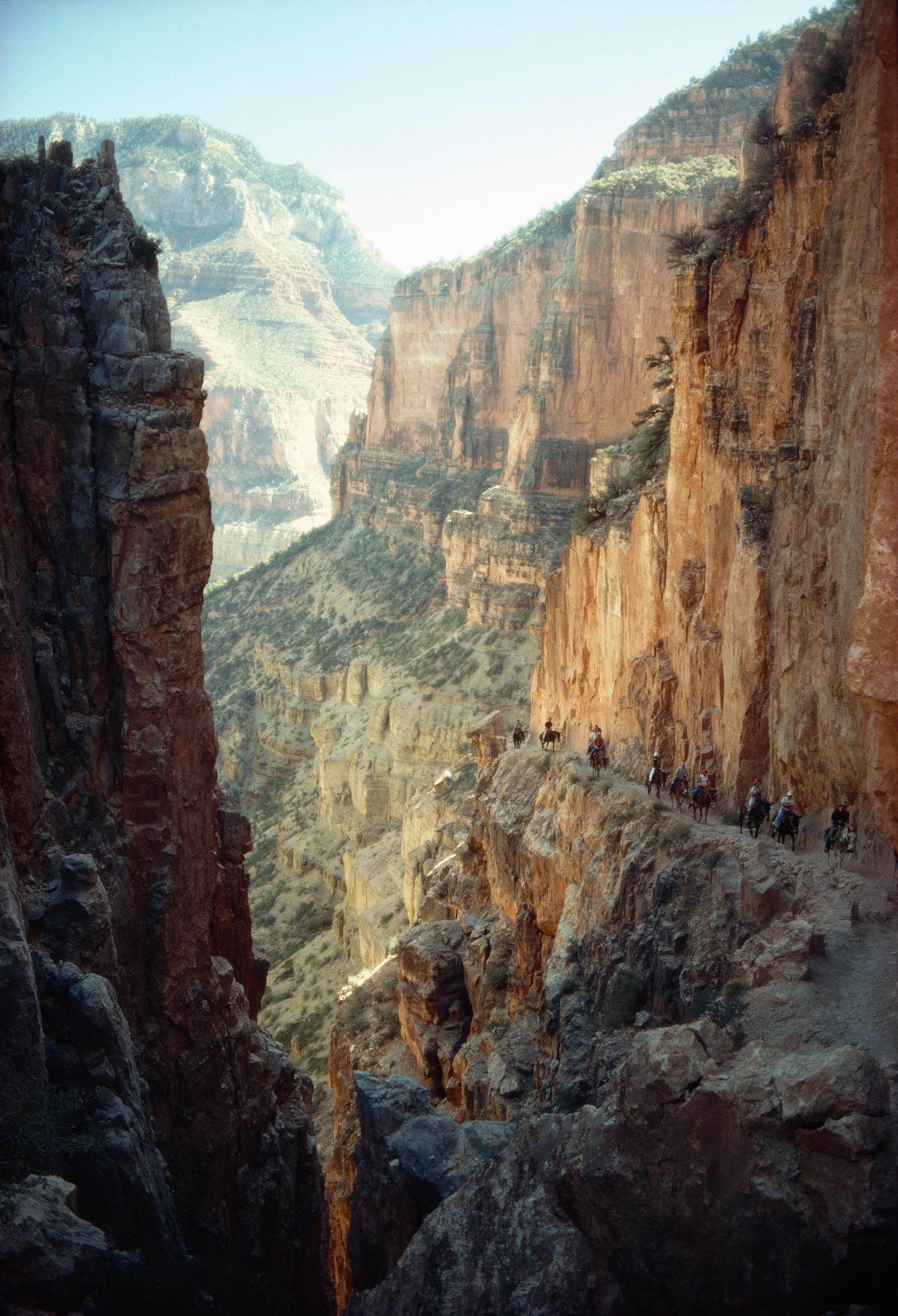 Tourists climb out of Grand Canyon on muleback.