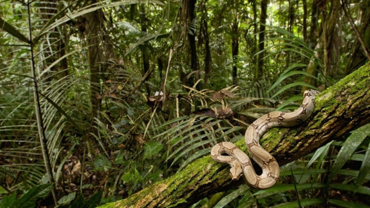 Mystery Solved How Snakes Climb Trees