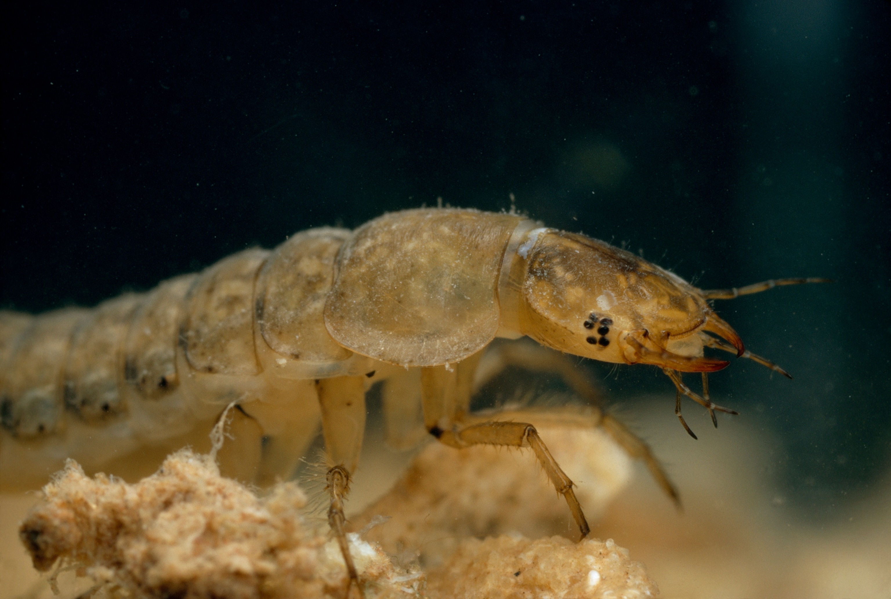 The larval form of a pothole beetle is a fierce predator.