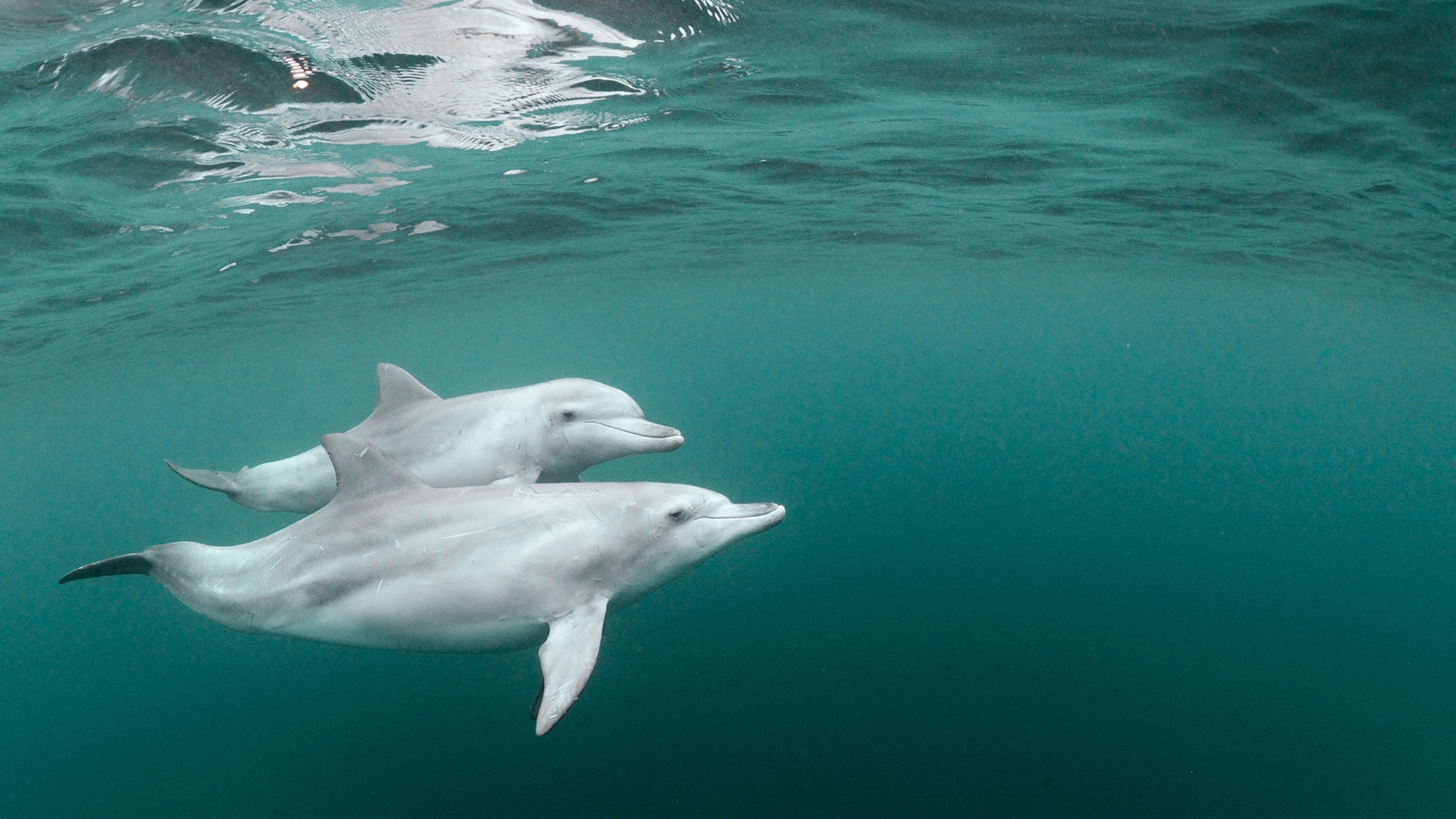 Do dolphins use pufferfish to get high? - Animal-Club.co.uk