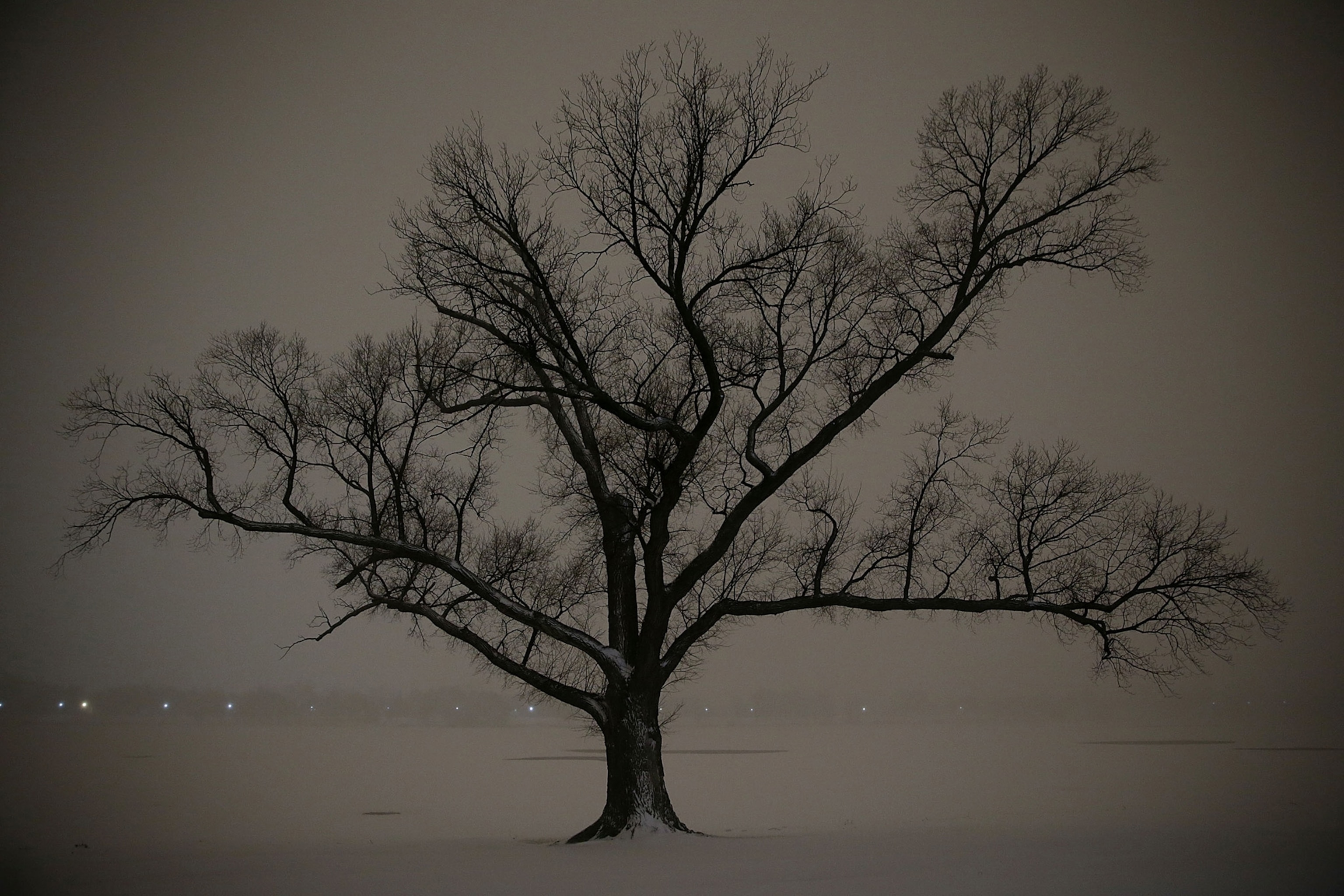 a tree stands in the snow by the Potomac River