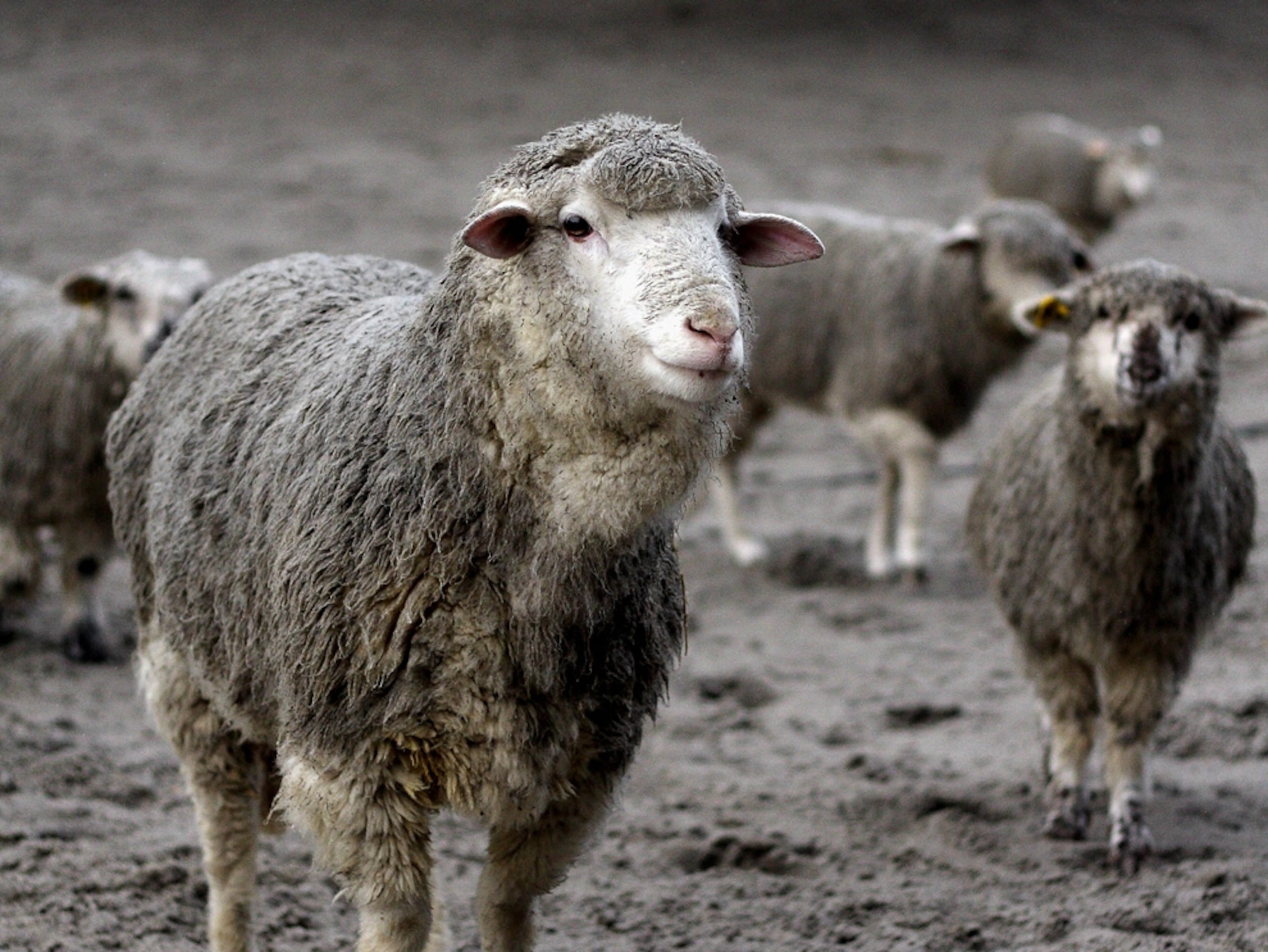 Volcano picture: sheep covered in ash from the Chile volcano