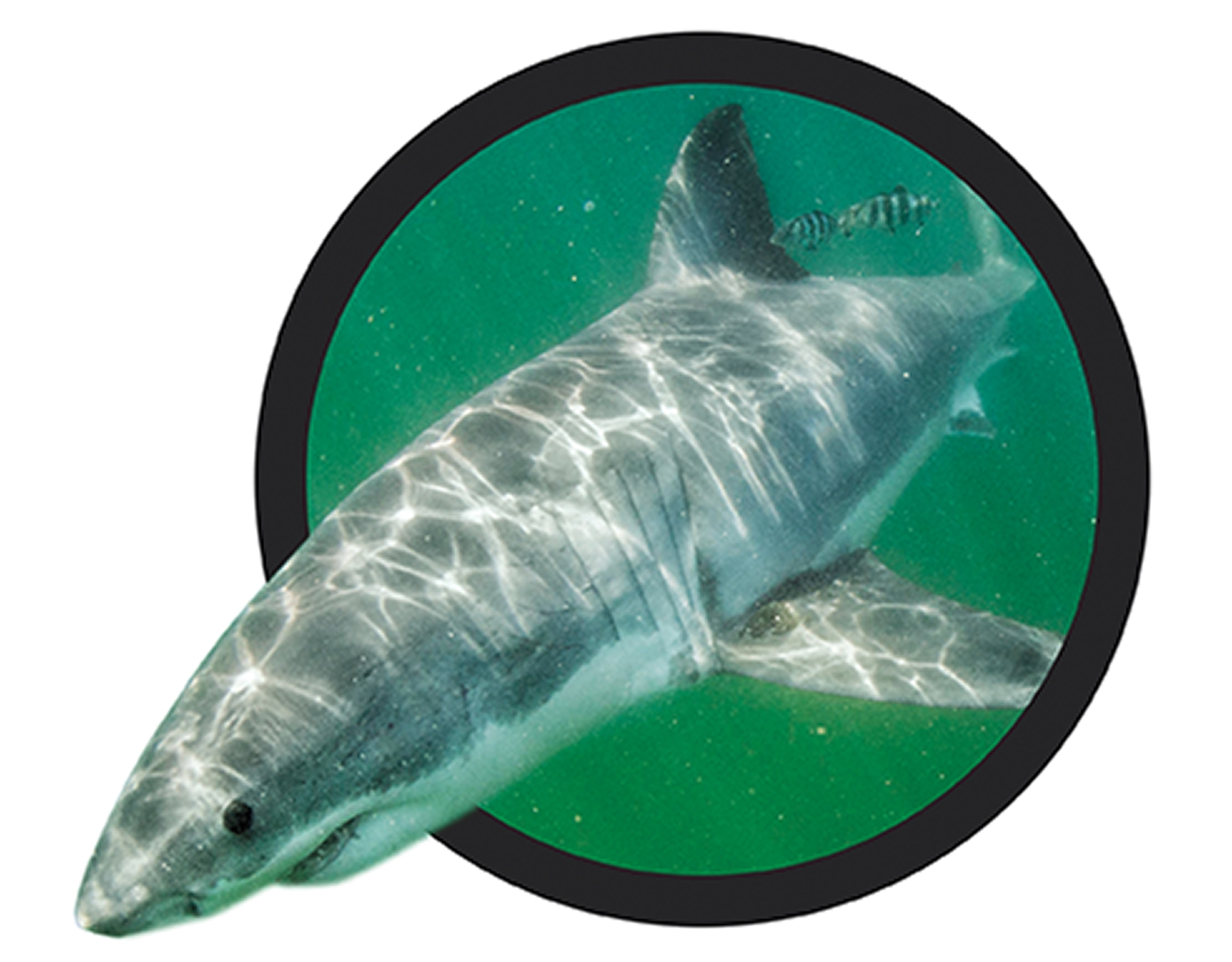 A great white shark swims with its head toward the camera in blue-green water.