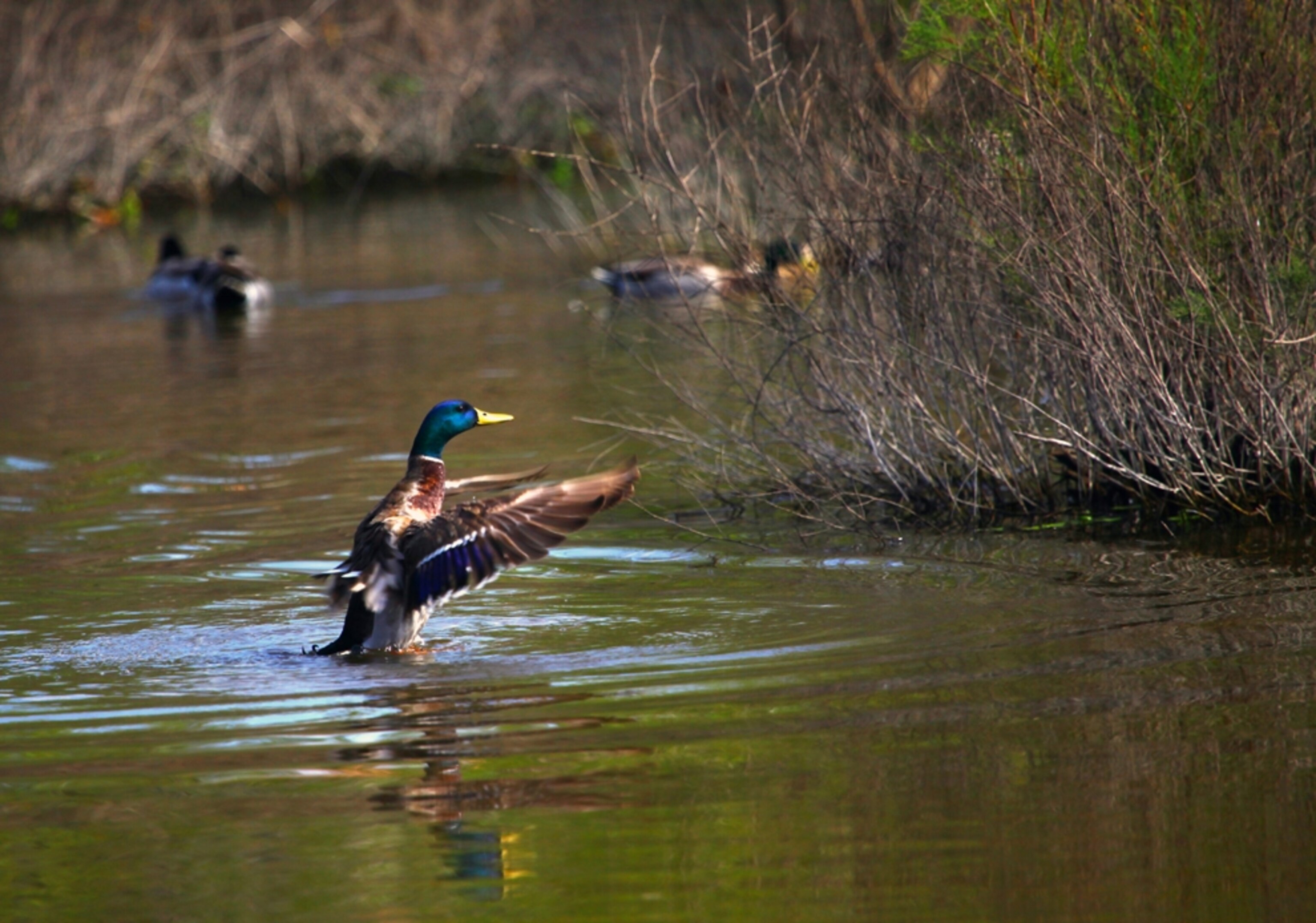 Clean water and wetlands left in their natural state, protected from infill and development, provide a home and mating ground to hudnreds of bird species. In San Diego County 480 species of birds have been identified.