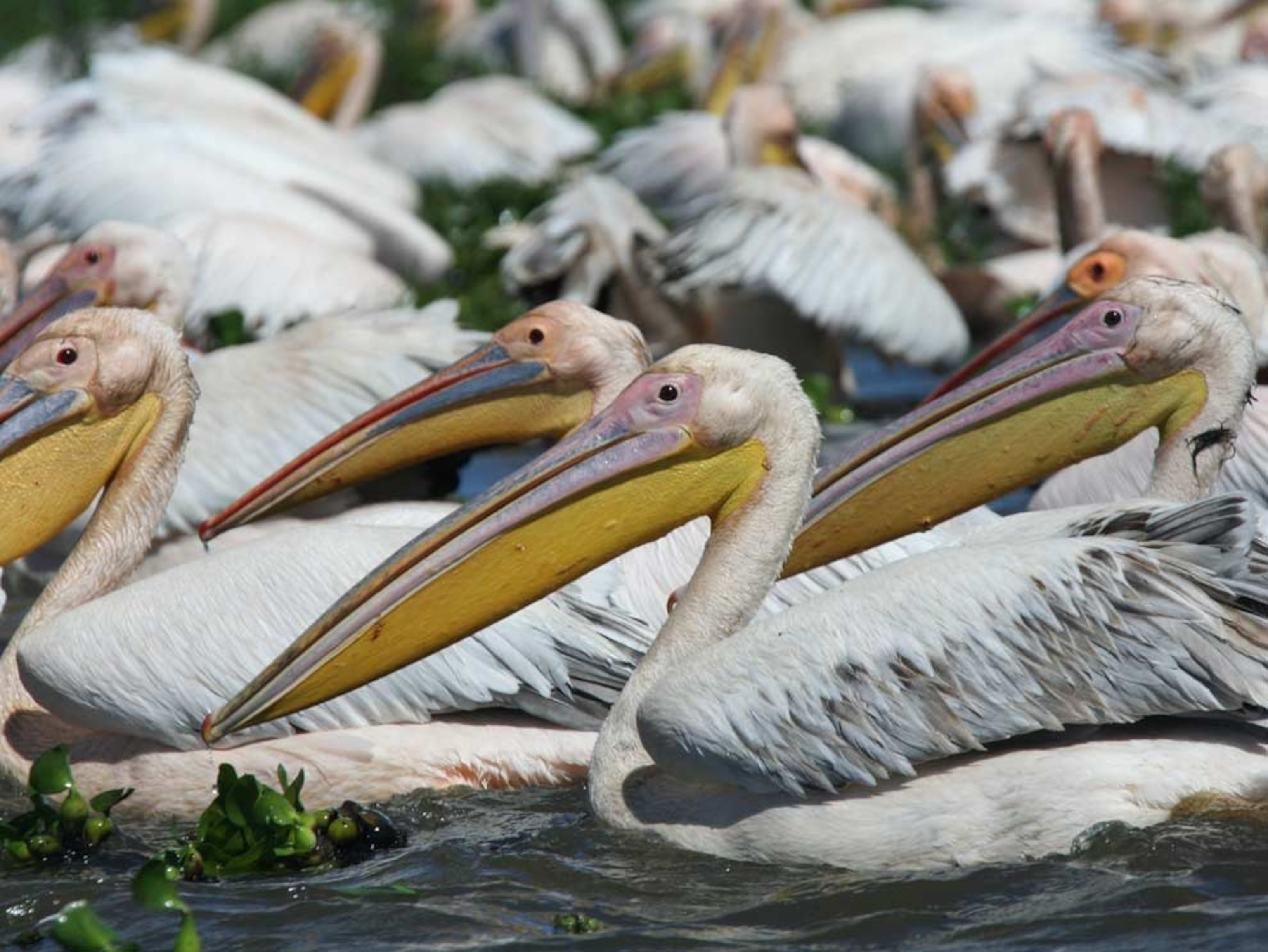 Close-up of pelicans swimming