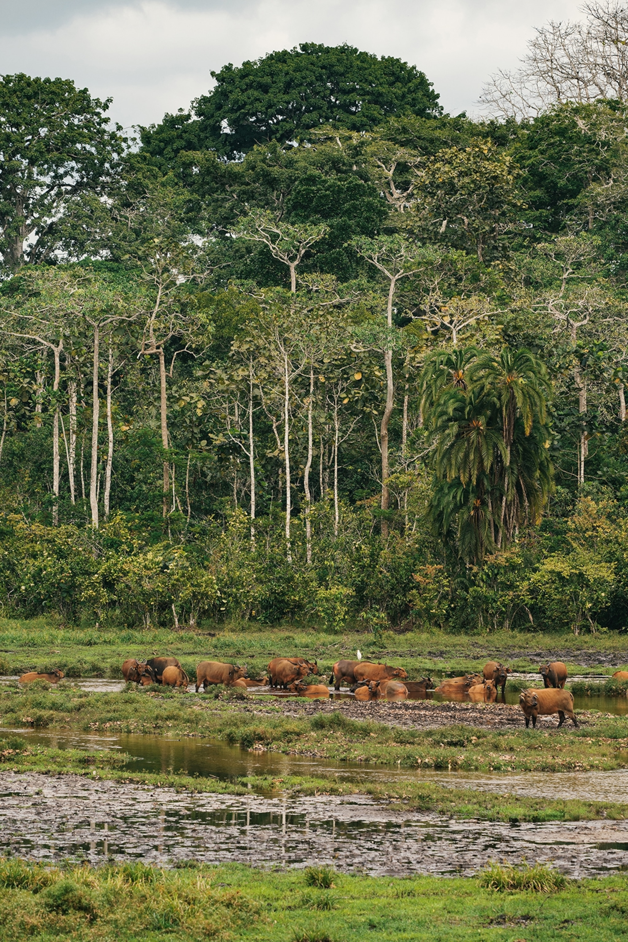A herd of buffaloes wading through a shallow river at the edge of a rainforest.