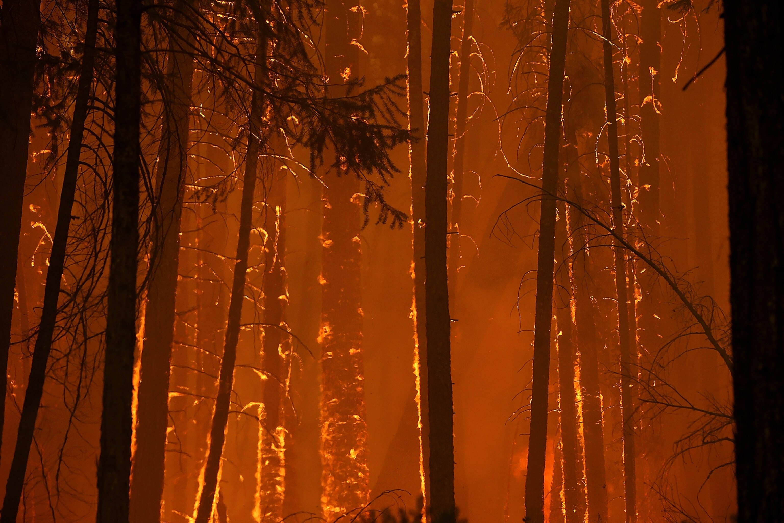 trees burning in Rim Fire near Groveland, California