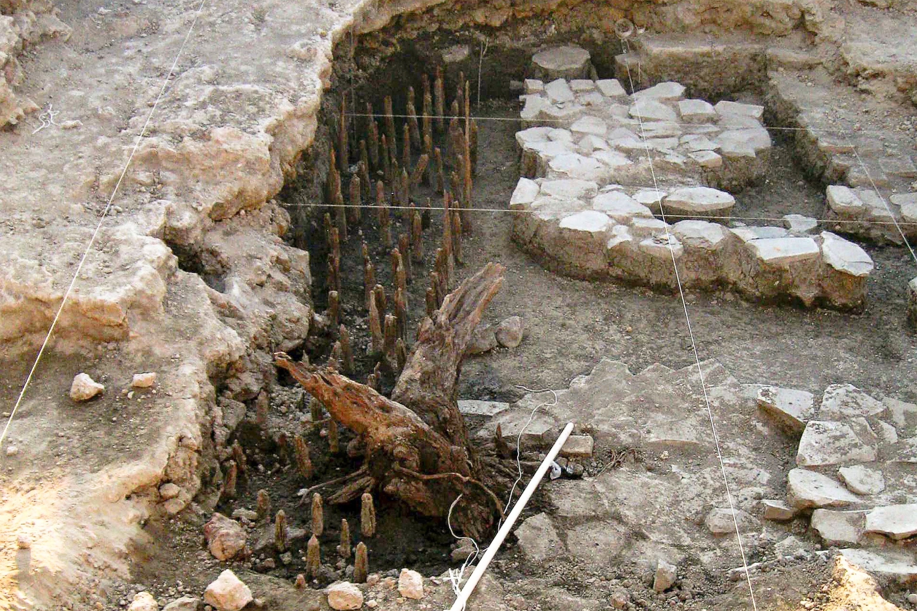 Aztec ico picture - sacred tree in grave.