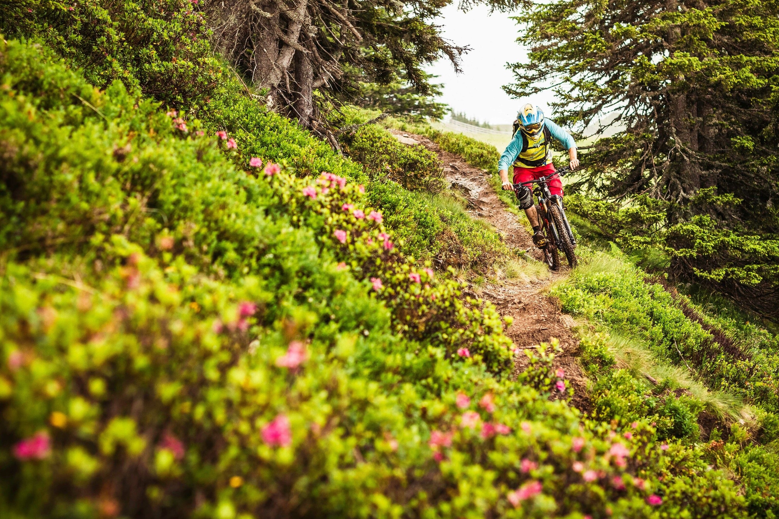 A mountain biker traverses a narrow downhill path in the forest.