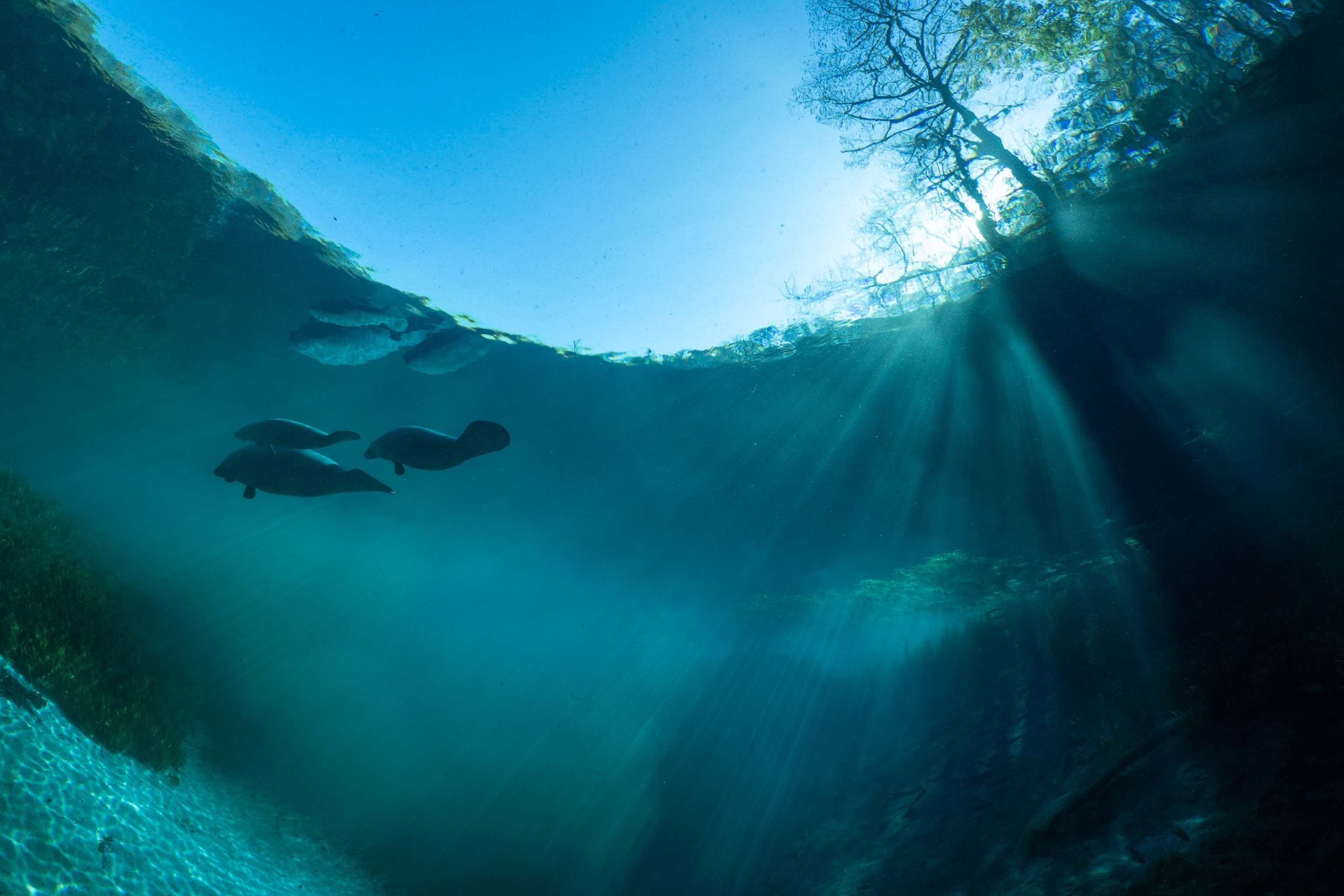 Underwater view of manatees swimming gracefully in clear blue water, with sunlight streaming through above