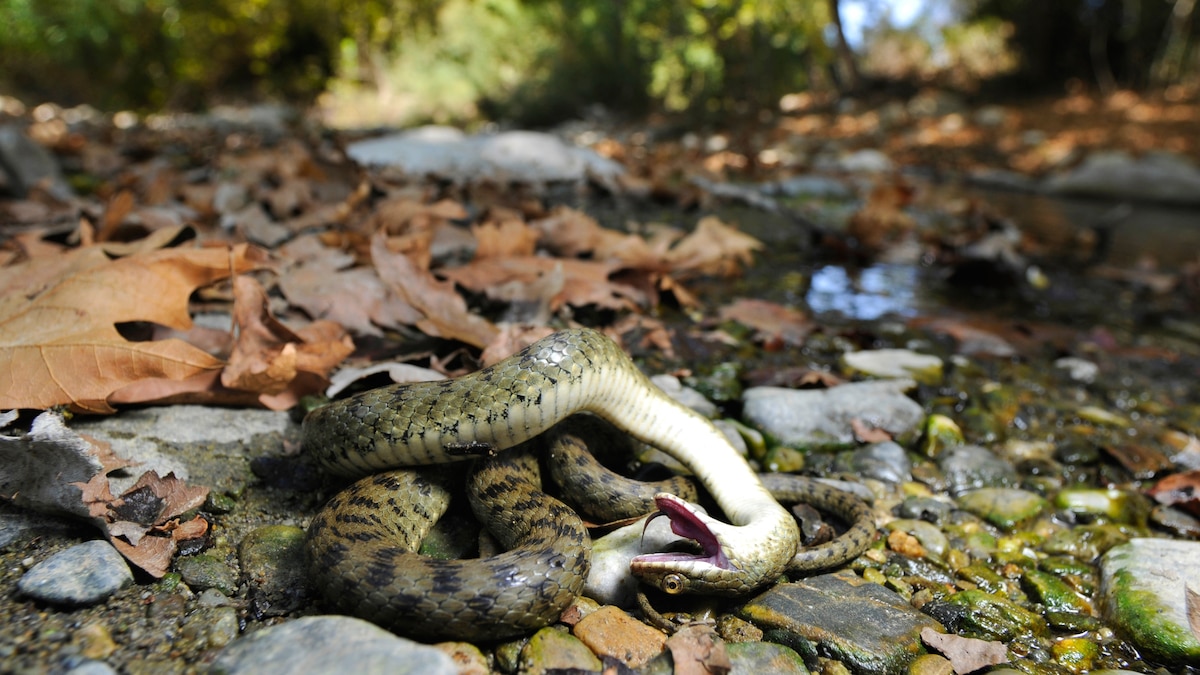 Many animals play dead—and not just to avoid getting eaten