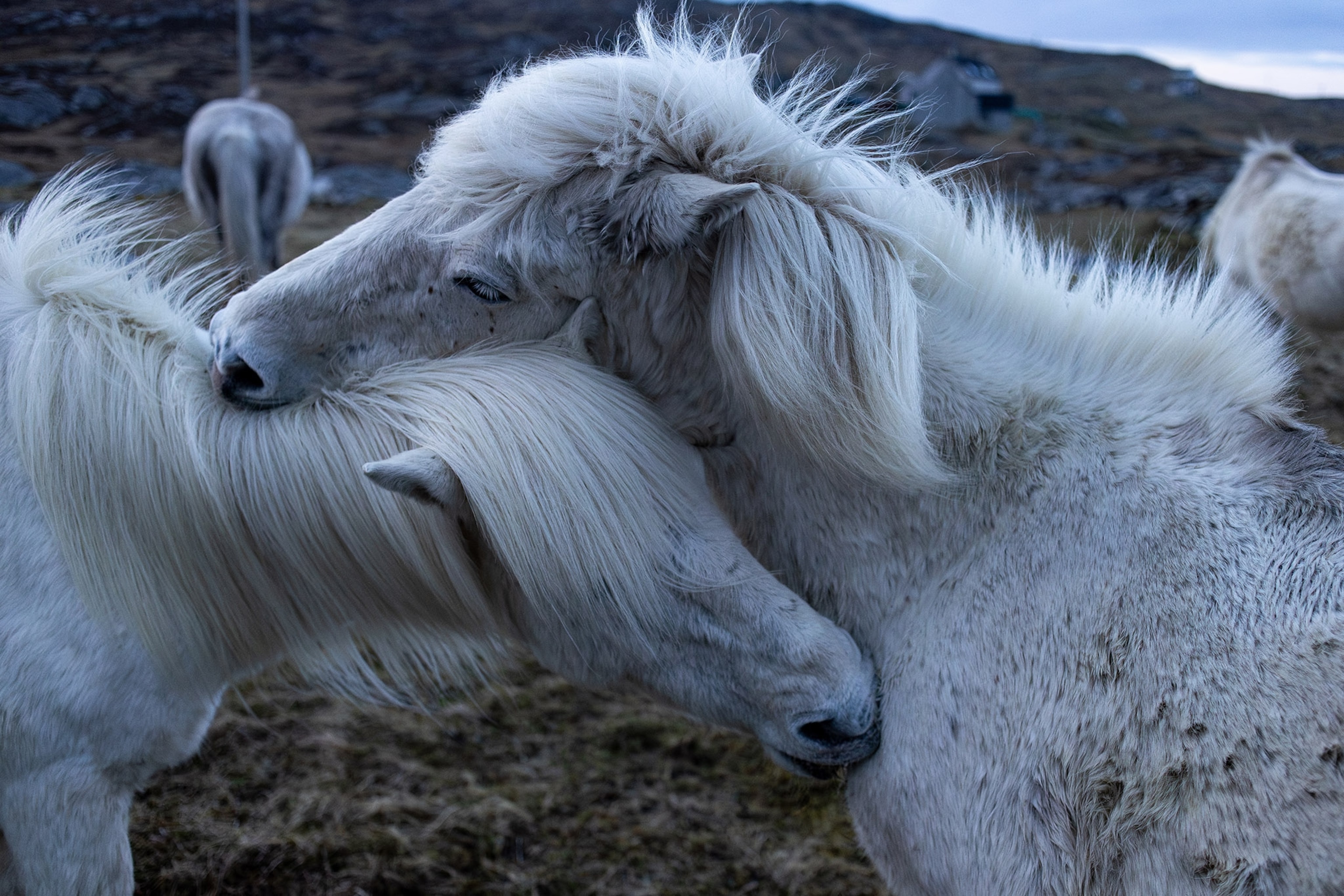 Two white ponies nuzzle their heads against each other.