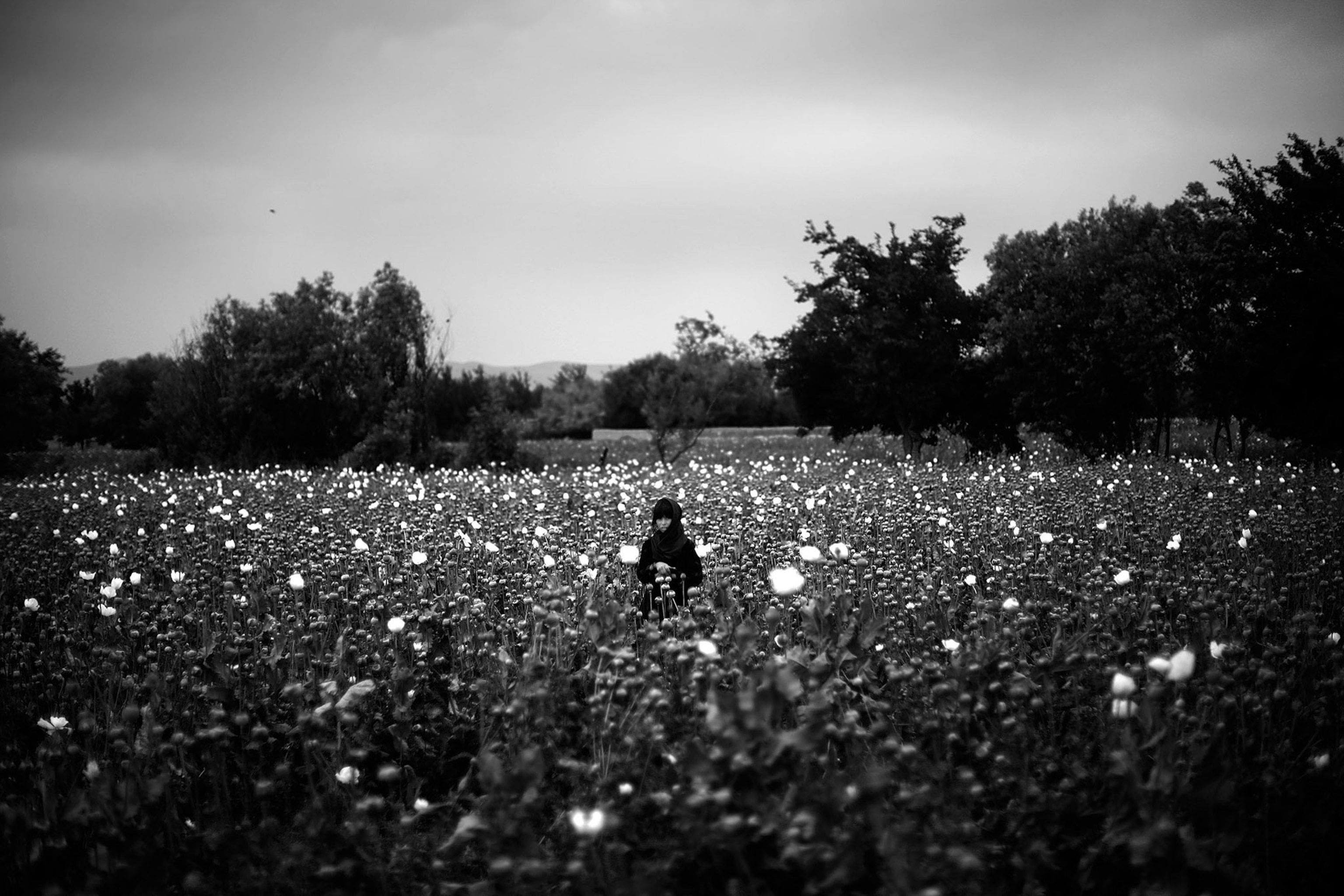 girl in poppy field