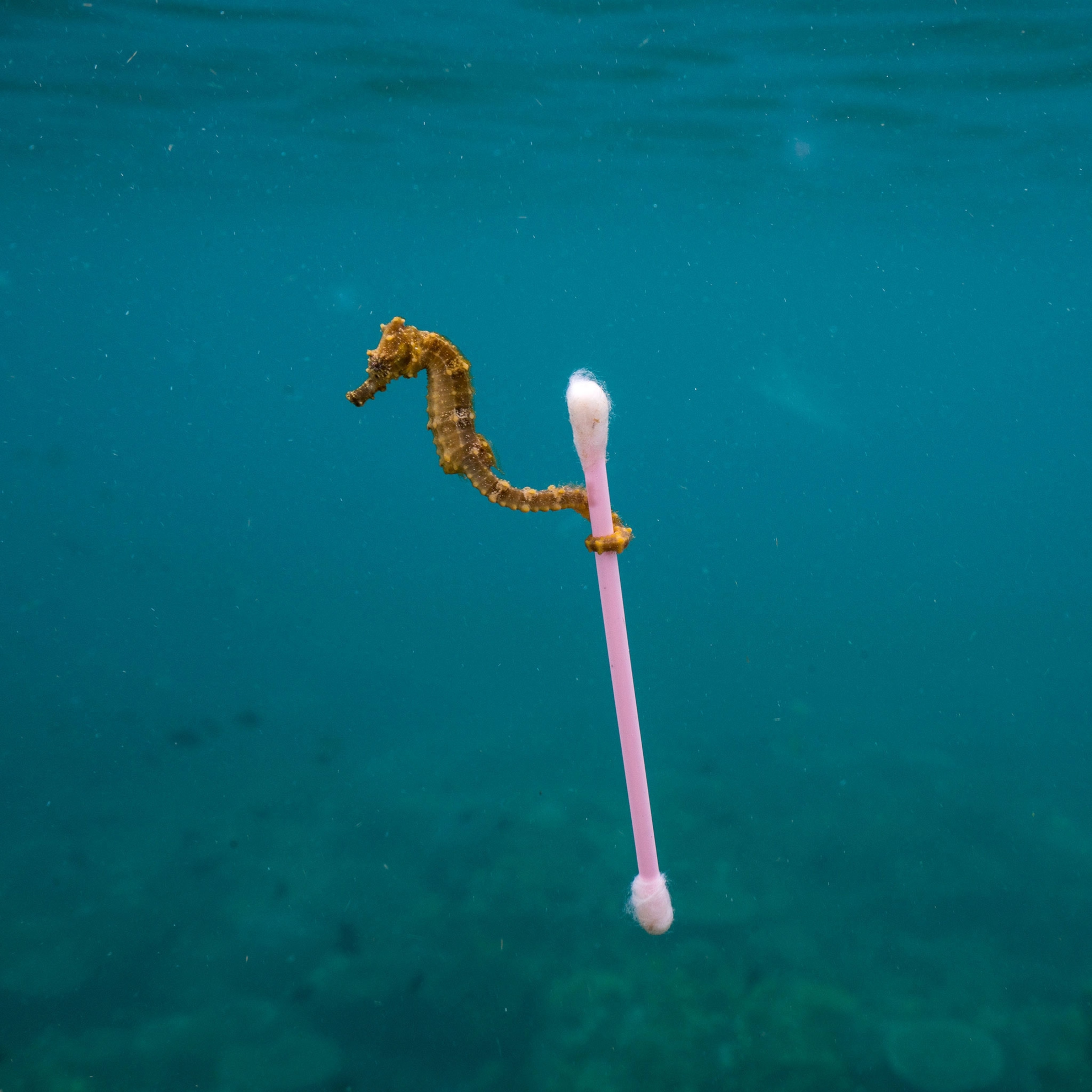 a seahorse grasping a cotton swab