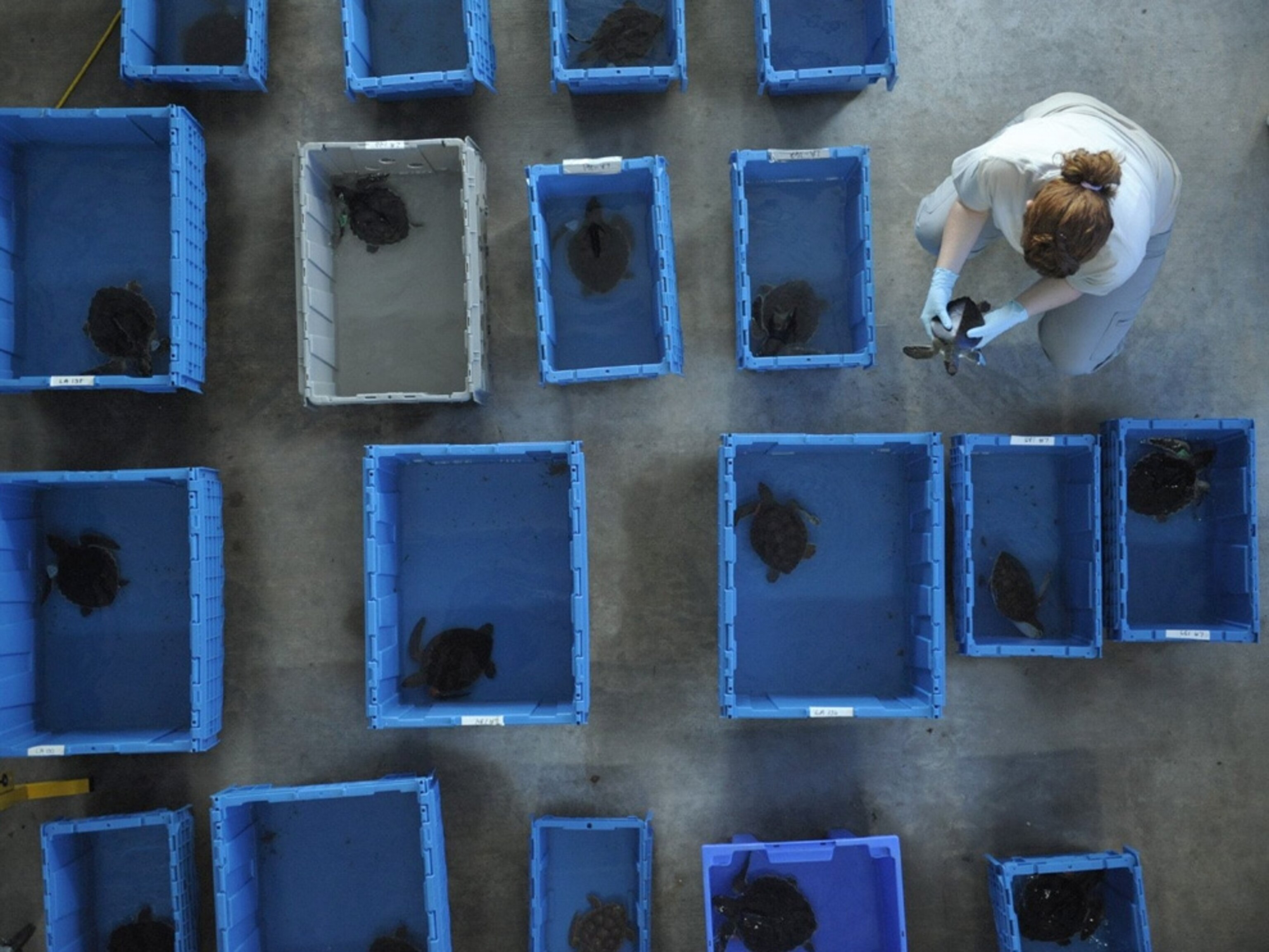 An aerial view of rehabilitating turtles resting in blue tubs