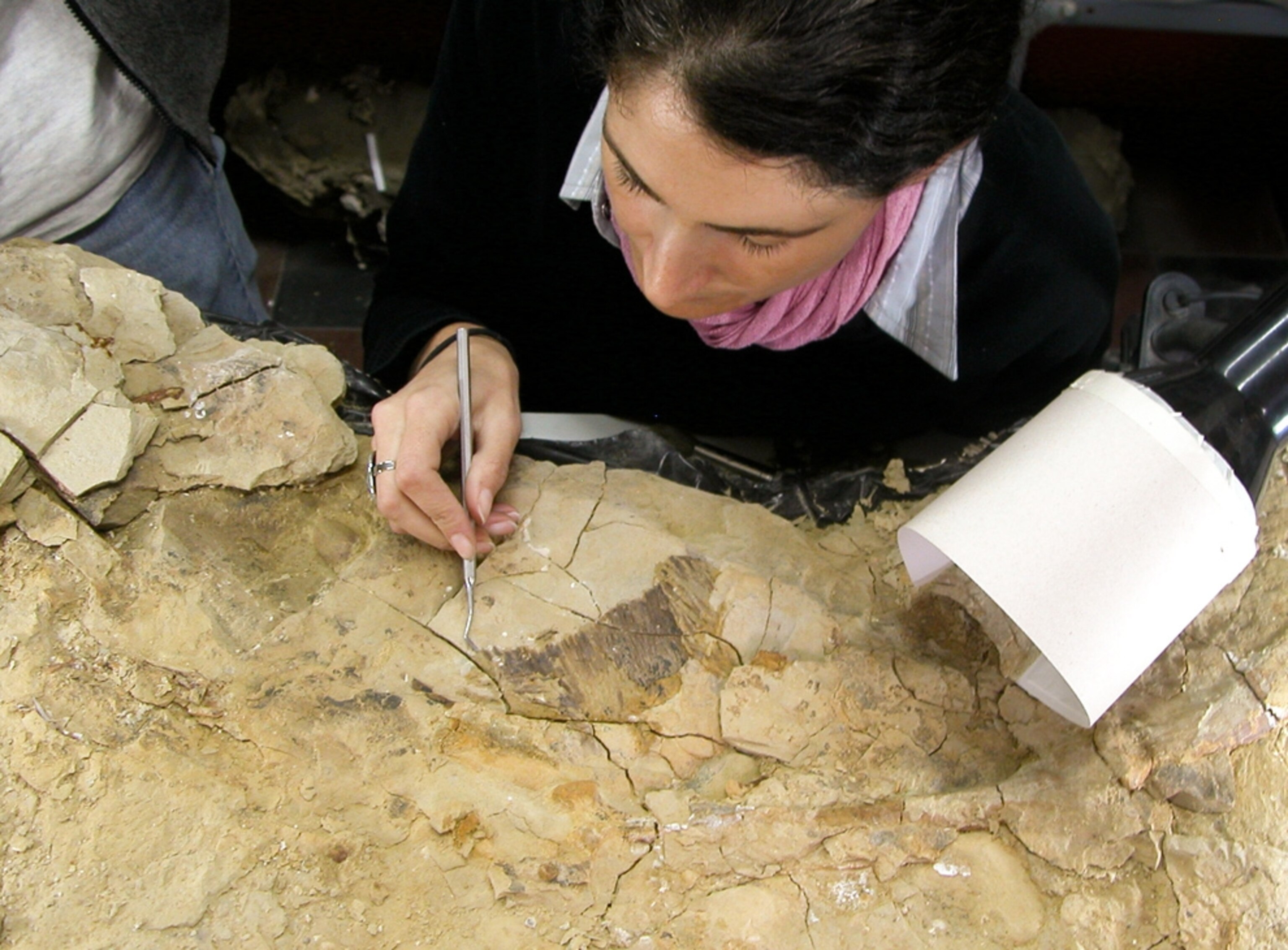 A picture of Julia Clarke recovering fossil feathers from the new penguin fossil