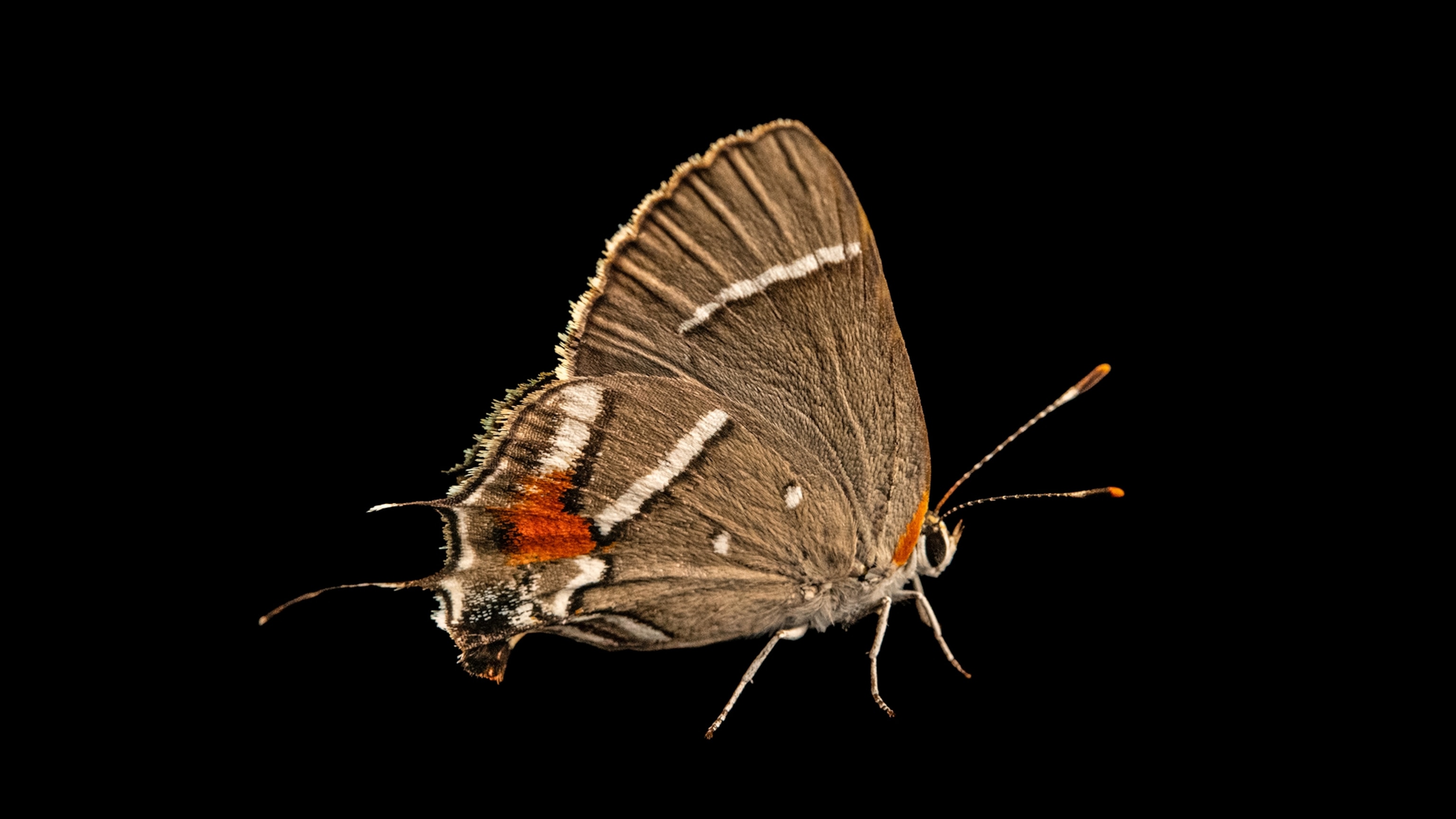 Why these butterflies have fake heads