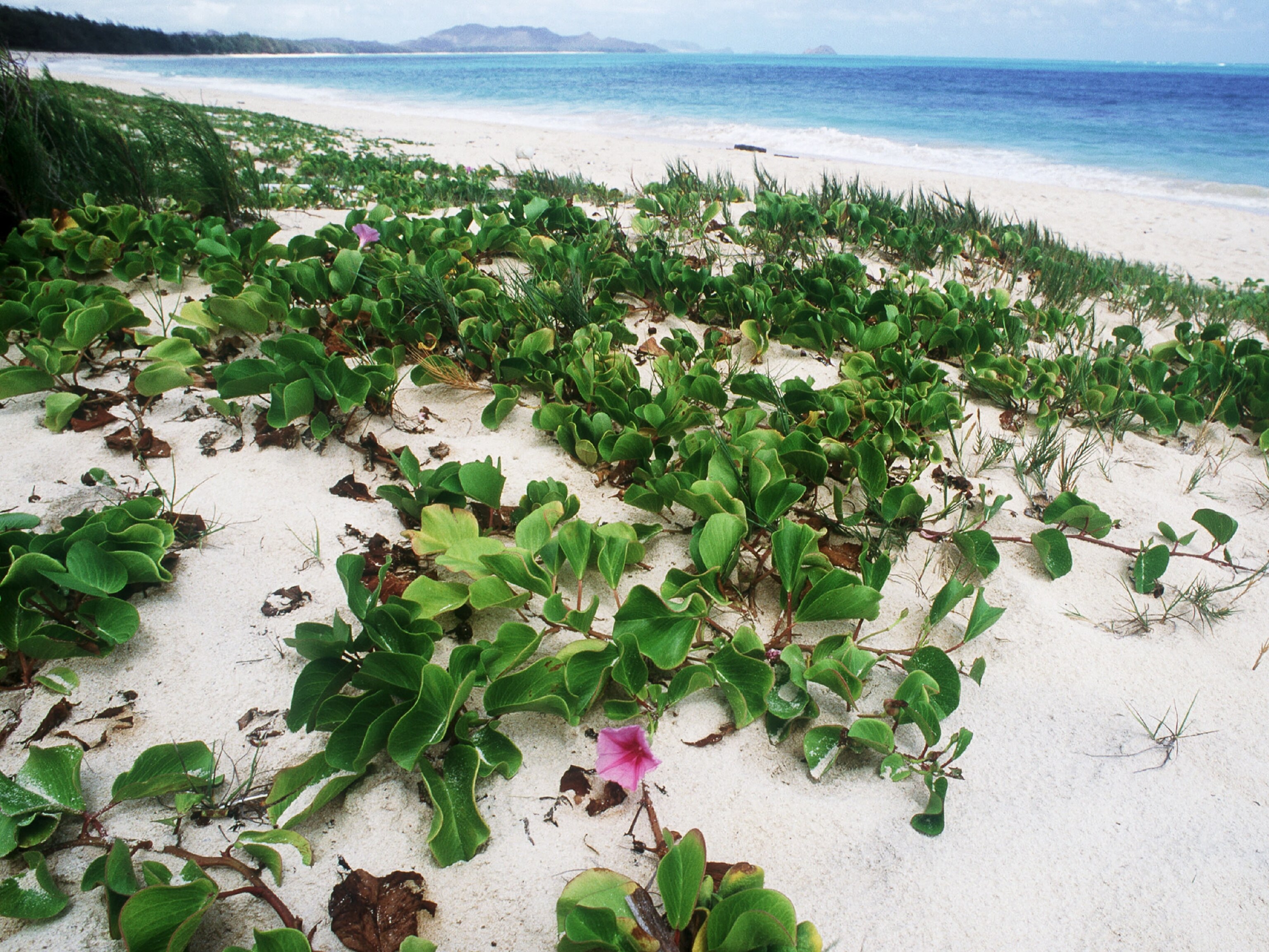 Waimanalo Bay Beach Park picture: one of the ten best U.S. beaches of 2012