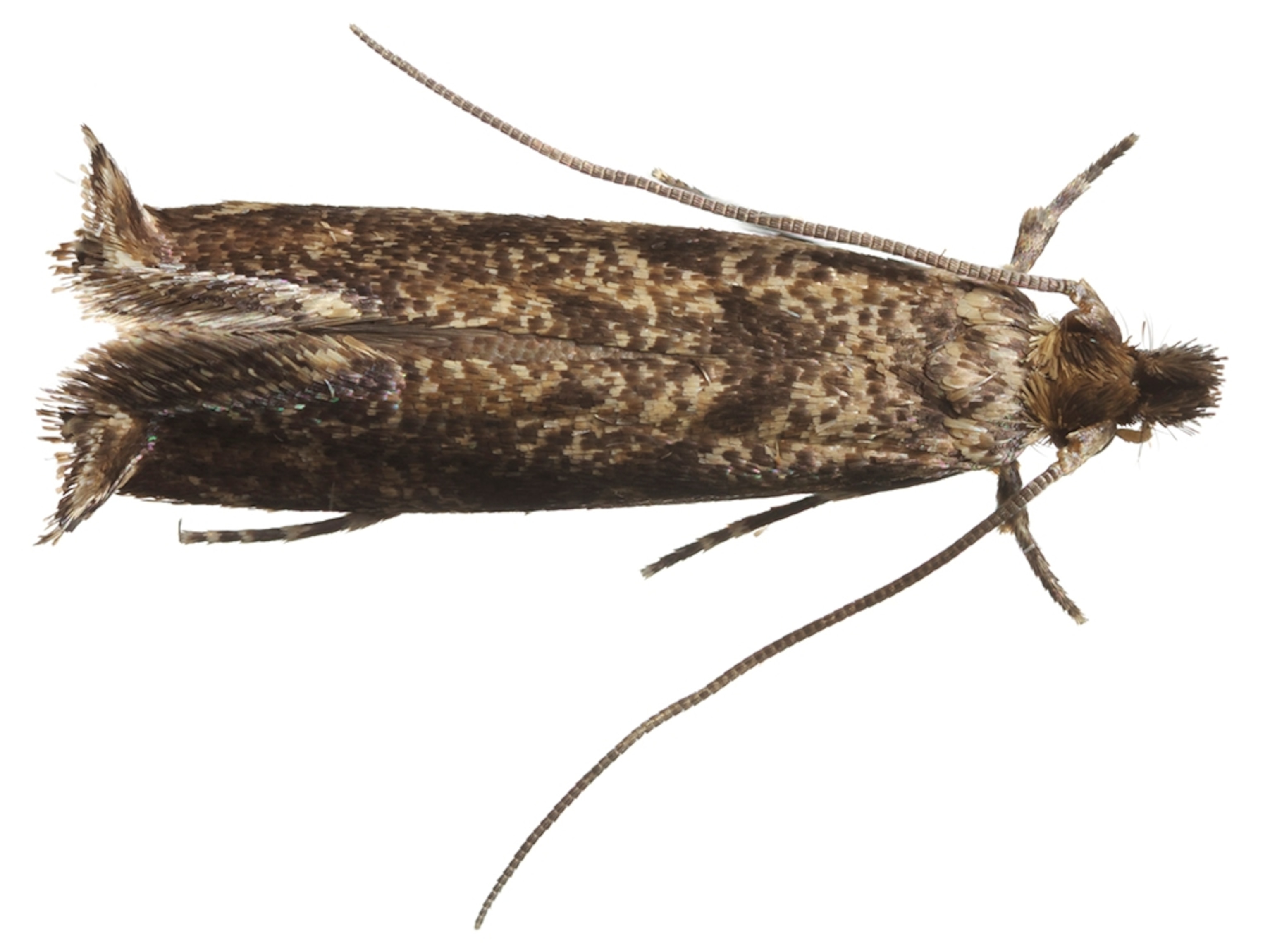 Common Name: Tineid moth, Scientific Name: new species, Magnification: 3.3x,