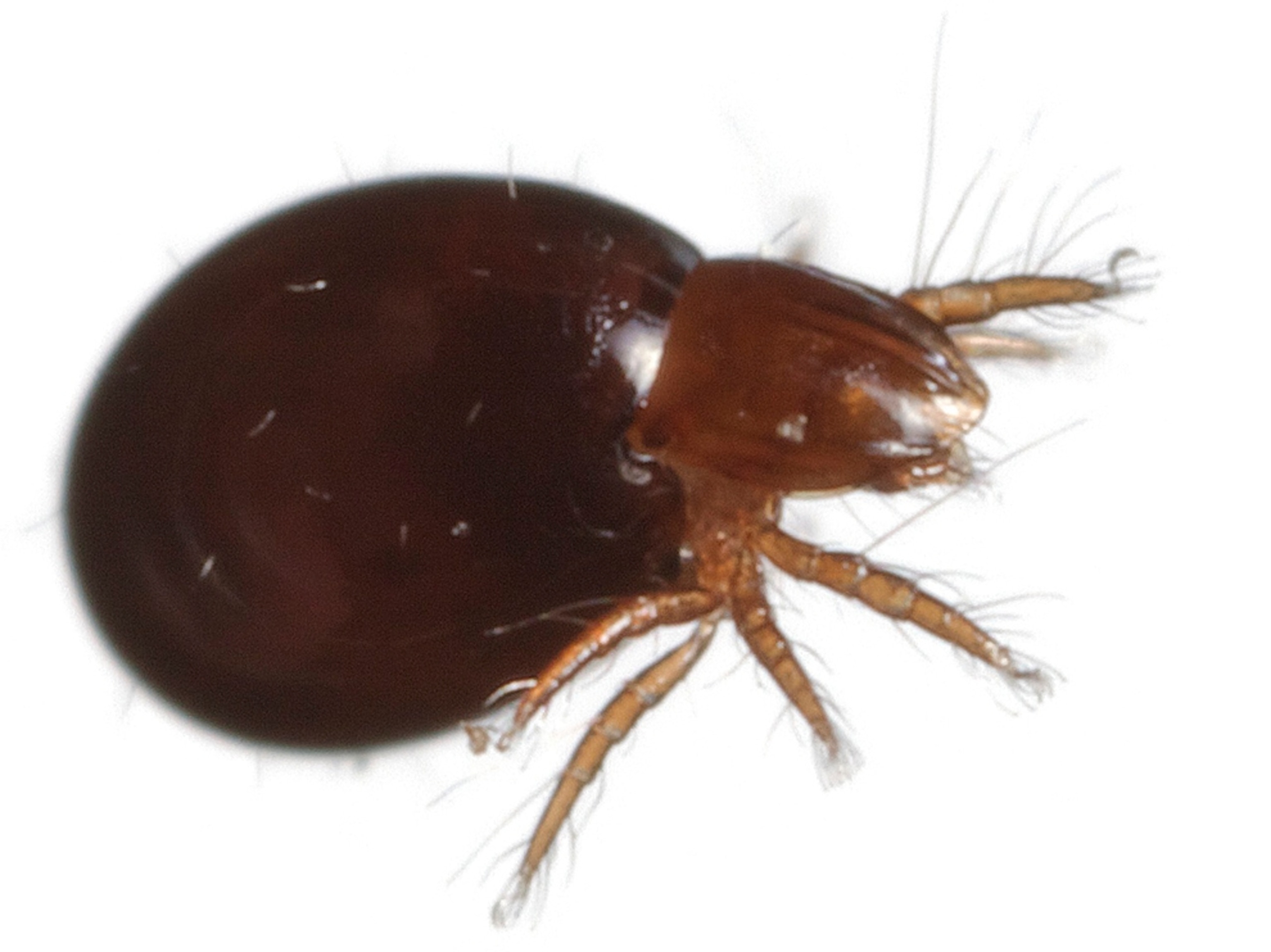 Common Name: orobatid mite, Magnification: 5x,