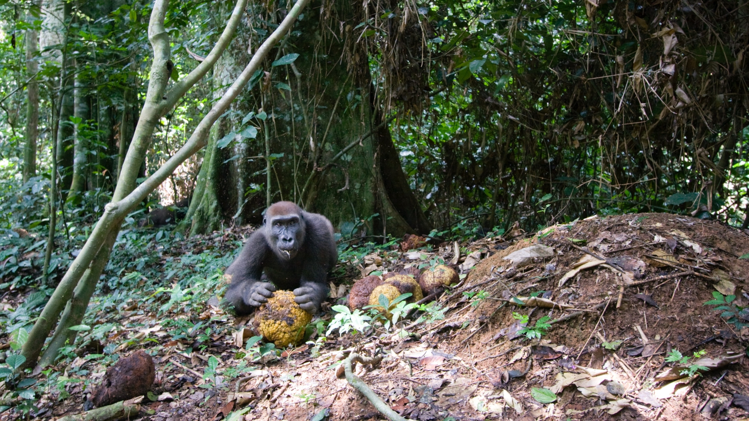 NATIONAL GEOGRAPHIC RAINFOREST ANIMALS intelligence overview