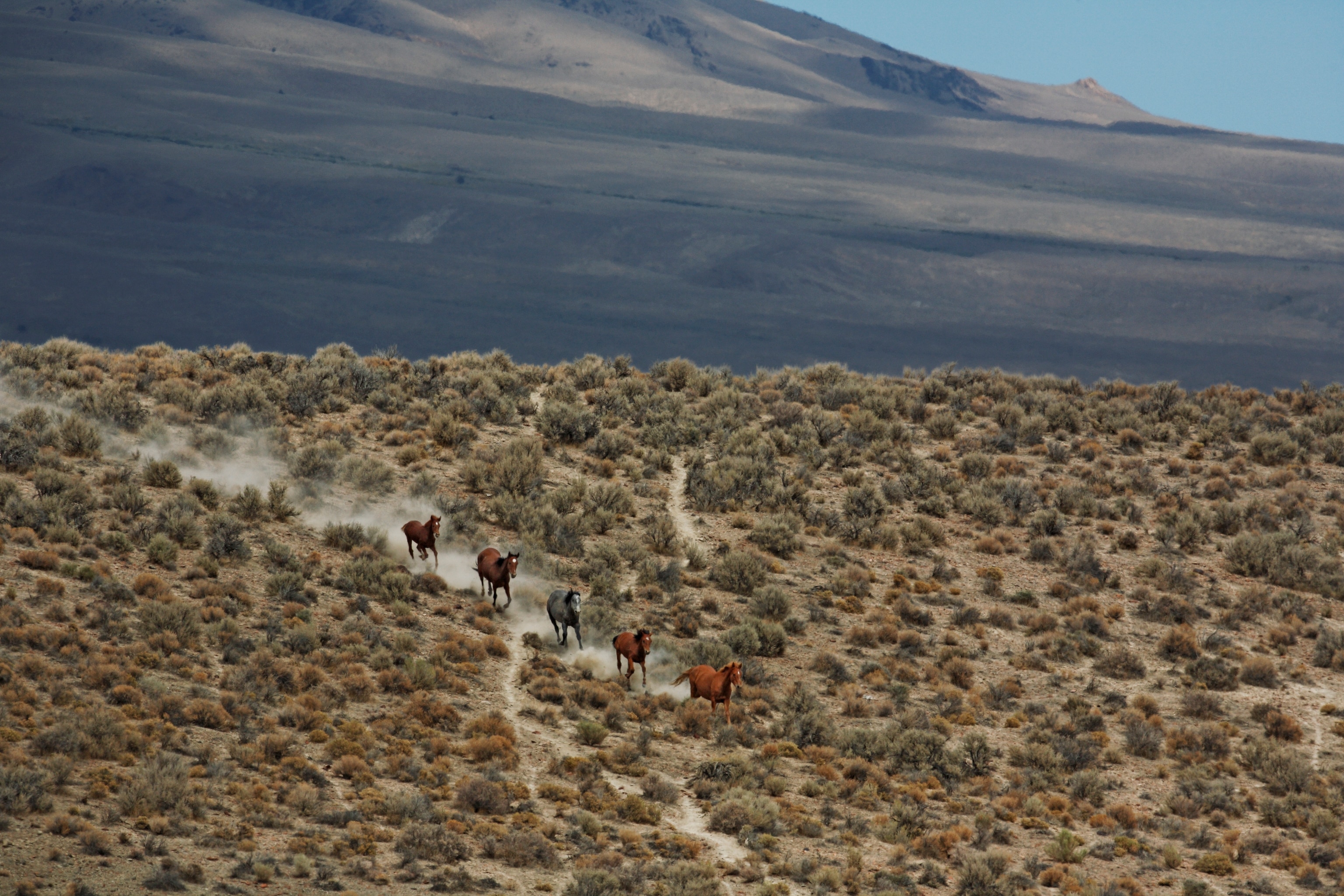 A line of horses runs across an open field as dust flies behind them.