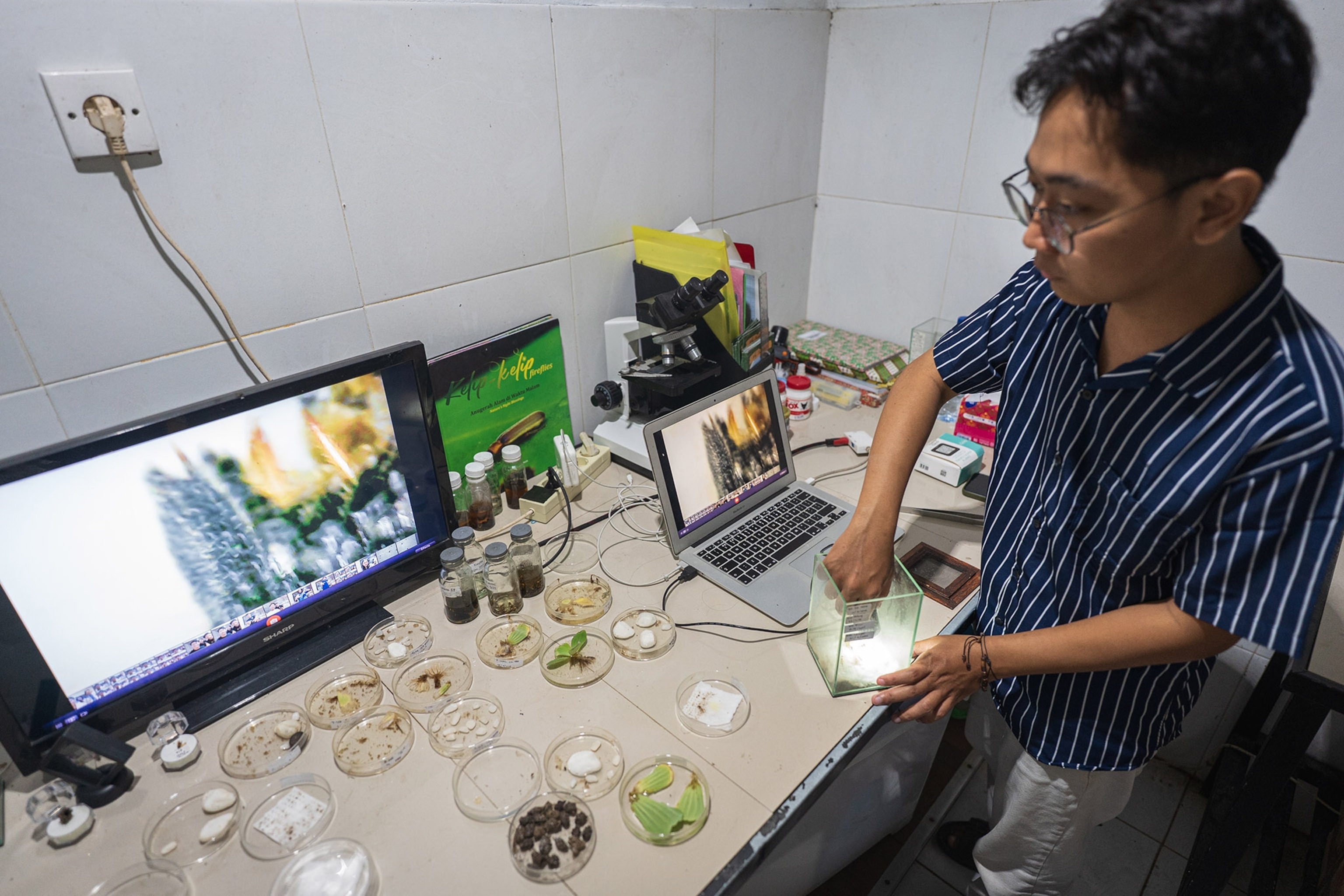 A young man works in a research lab studying firefly larvae.