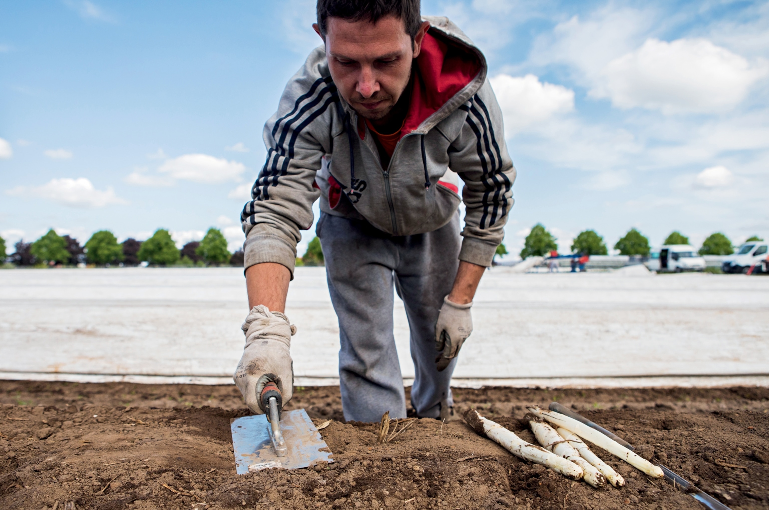 a Polish farmhand, harvesting white asparagus in Germany