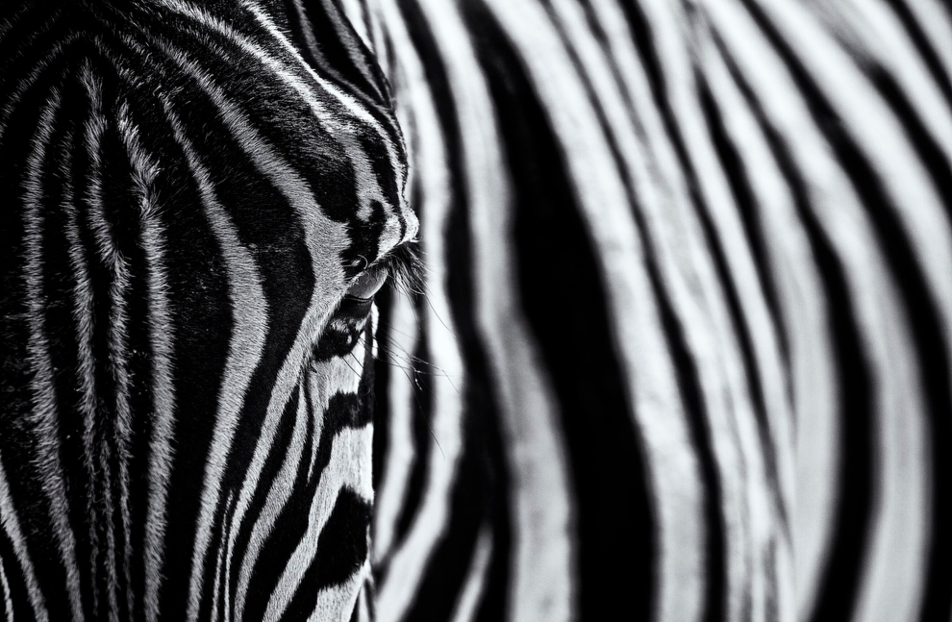 a zebra in Namibia