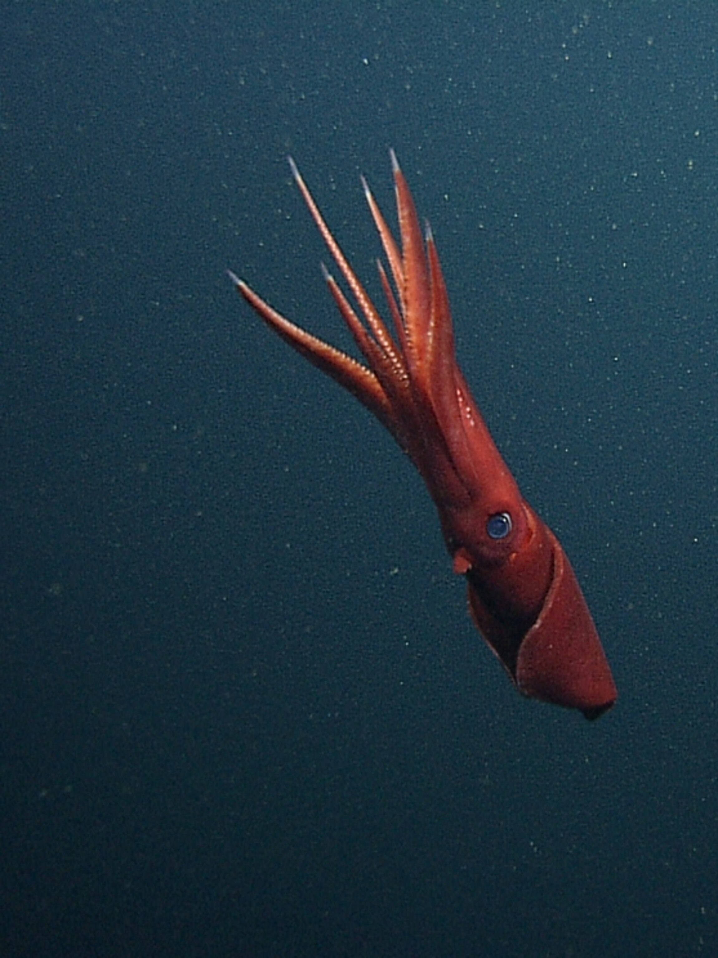 Squid Males "Bisexual"—Evolved Shot-in-the-Dark Mating Strategy