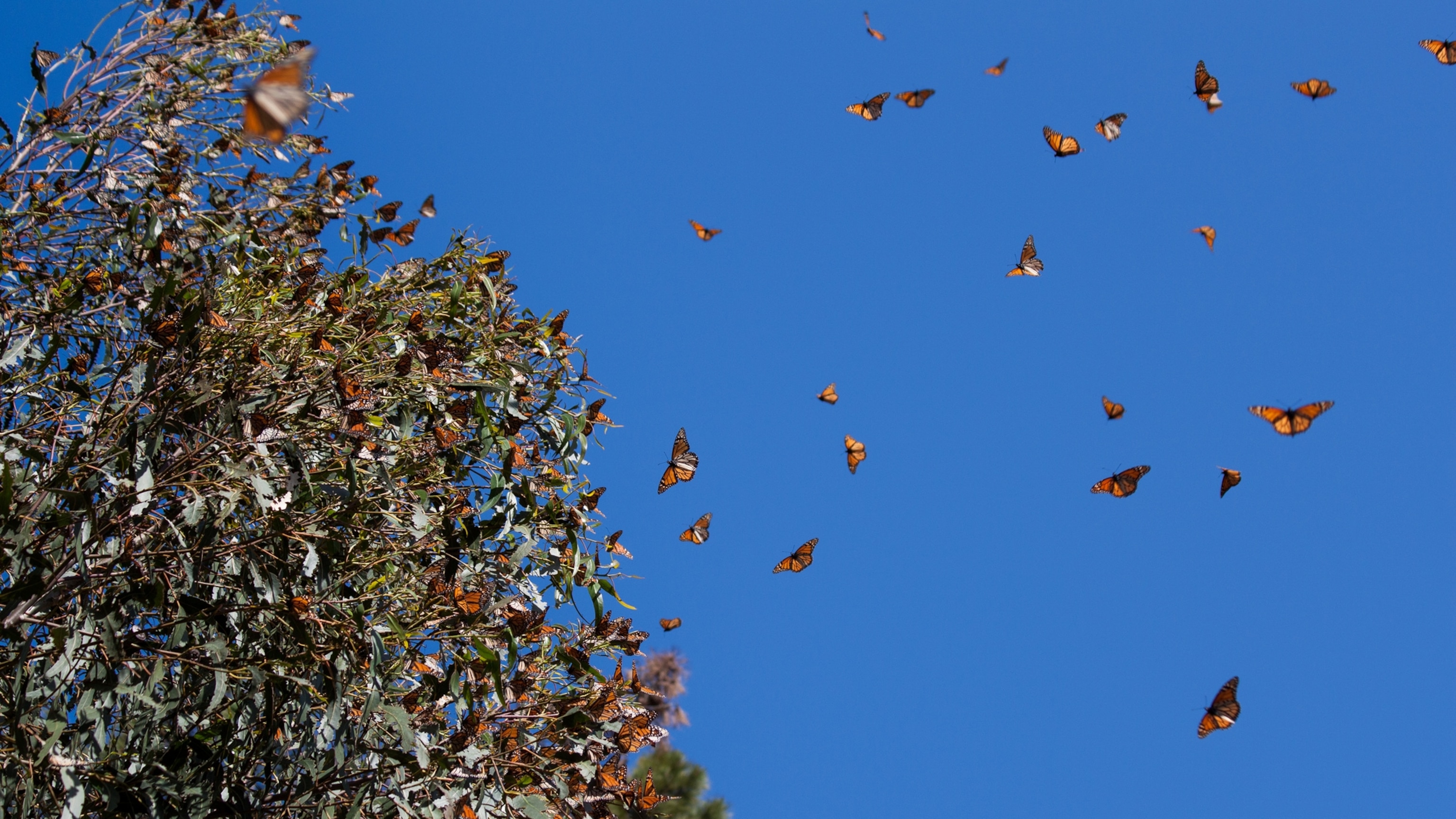 monarch butterflies.