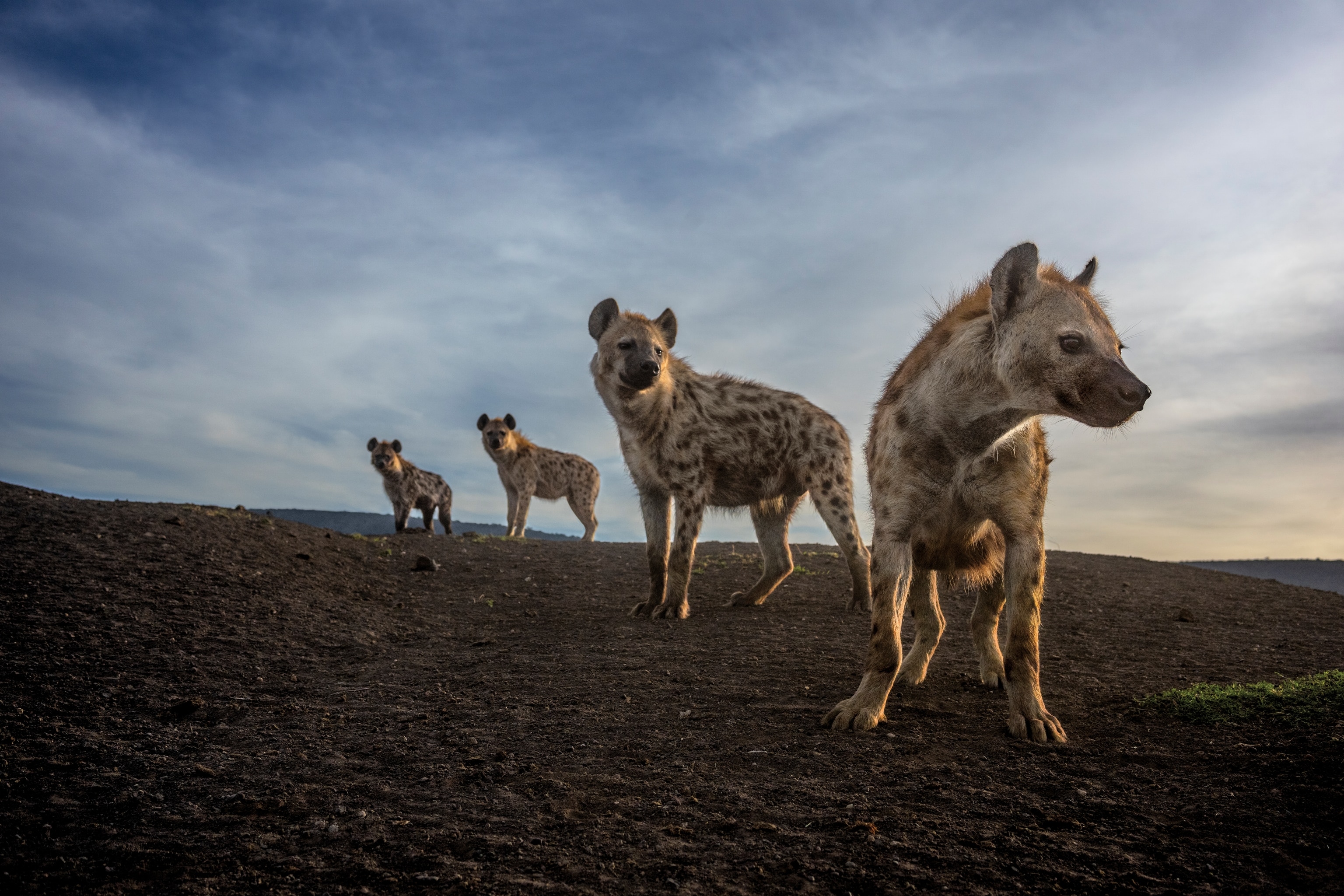Four spotted hyenas looking in the distance.