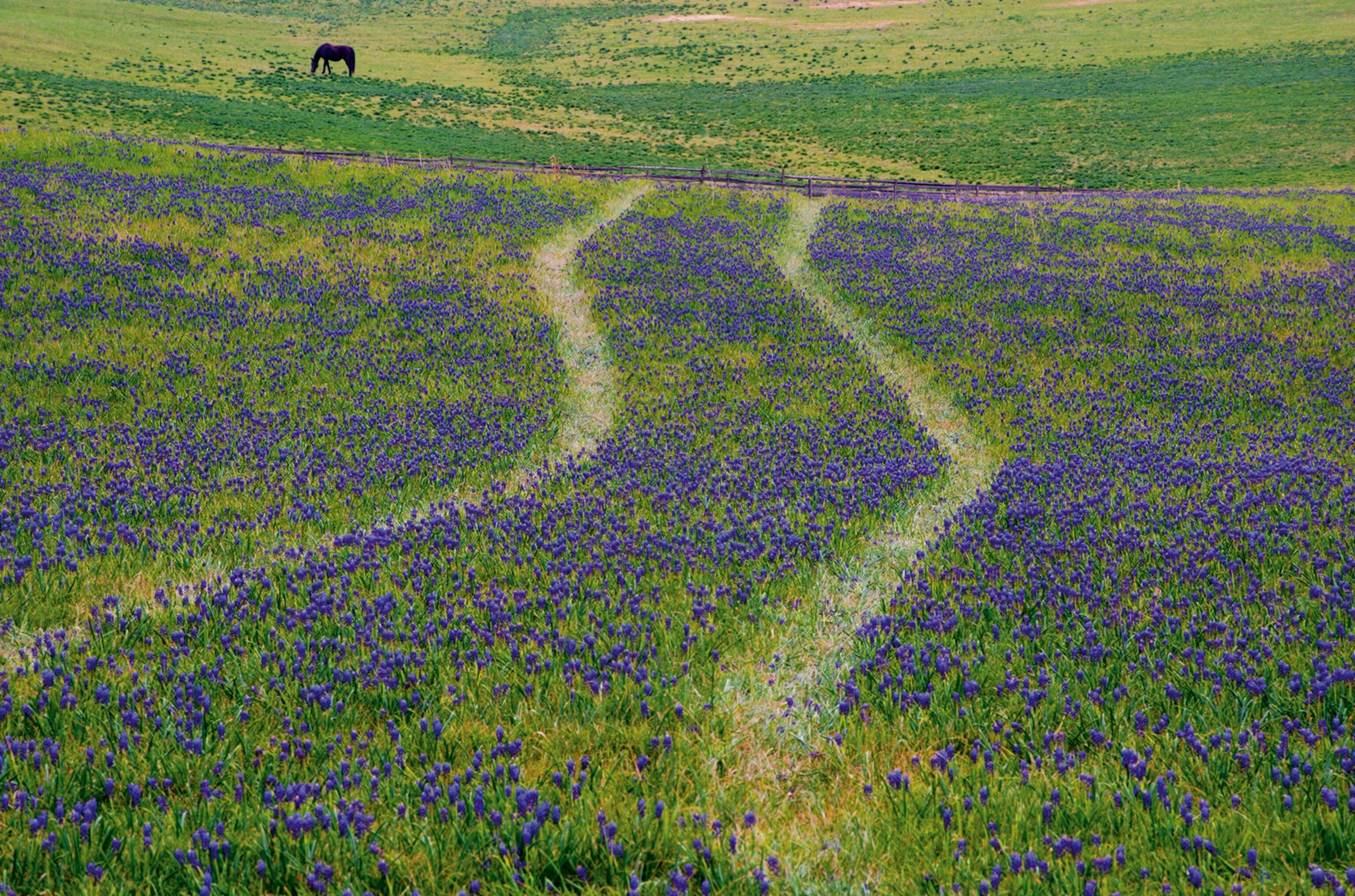 Pennsylvania Grape Field