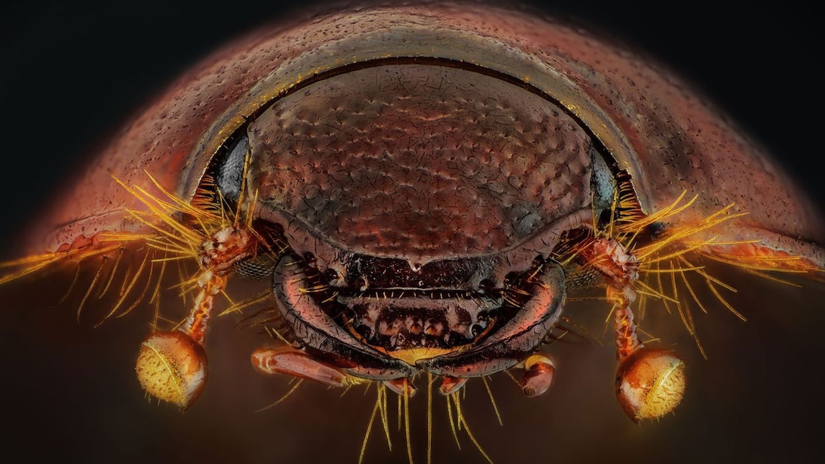 The BugEyed, Colorful World of Insect Vision