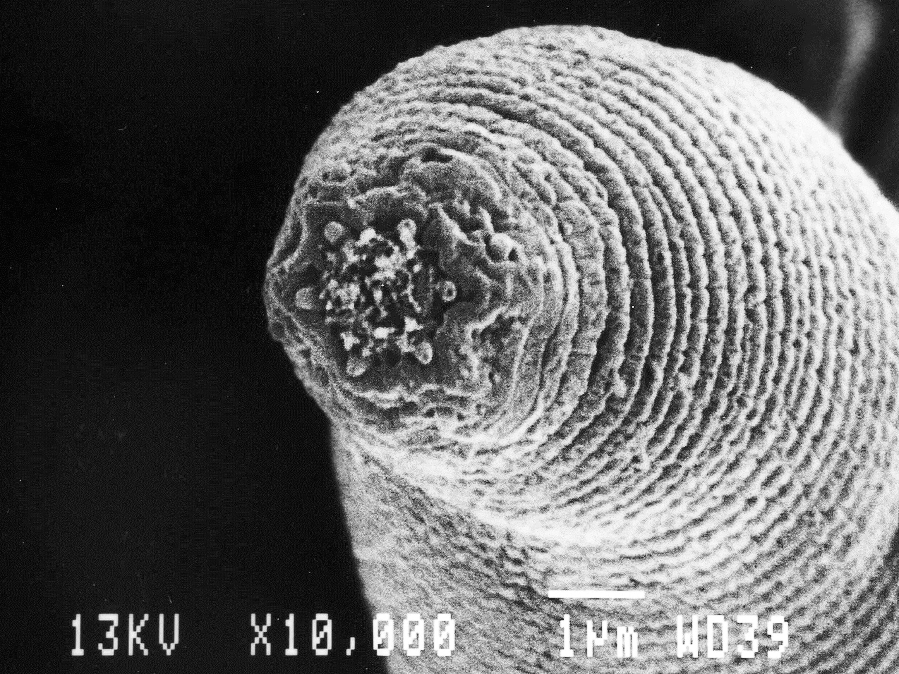 Devil's worm picture: one of the top ten new species of 2011