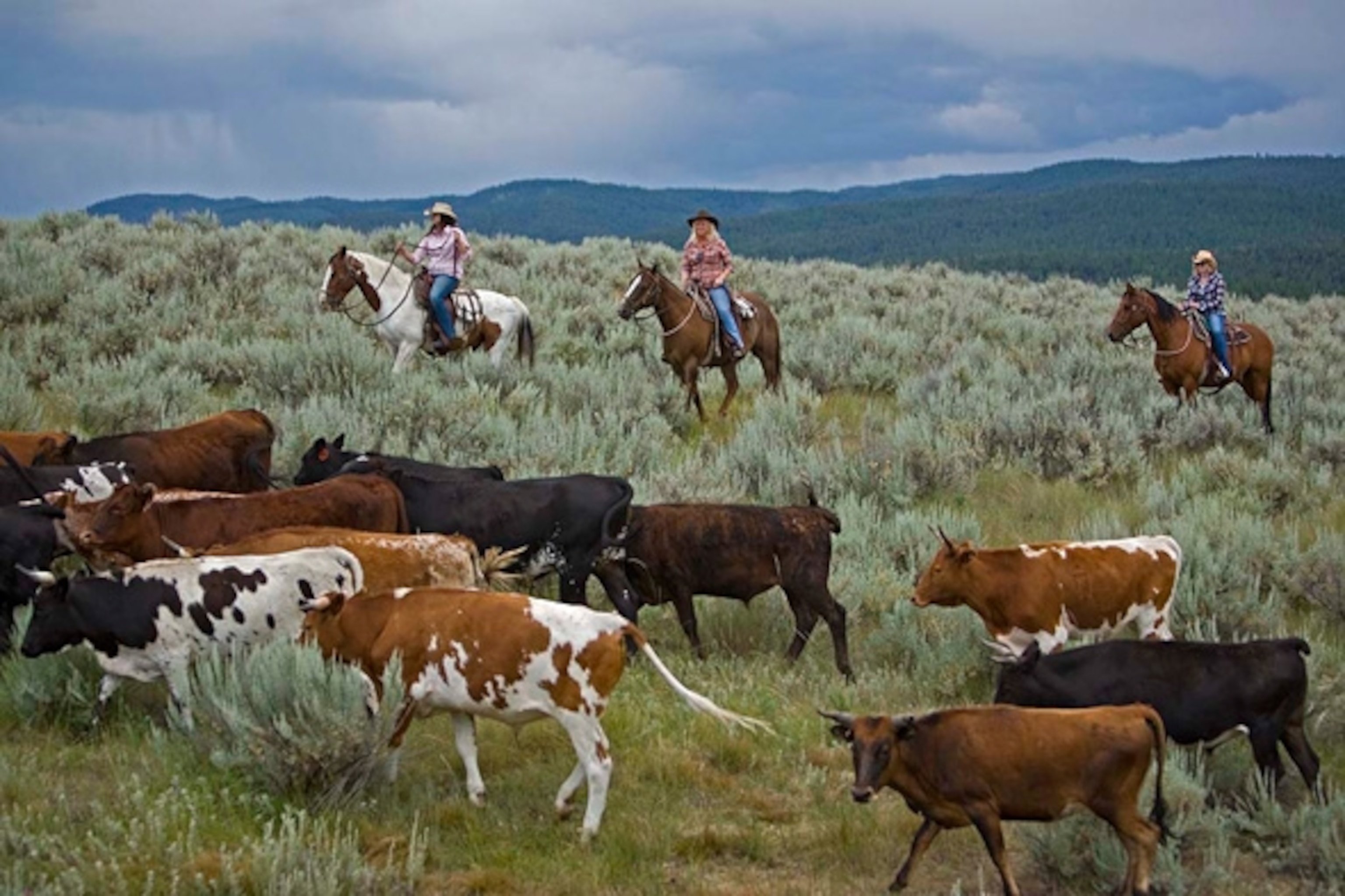 A cattle drive at Paws Up.  (Photograph courtesy The Resort at Paws Up)