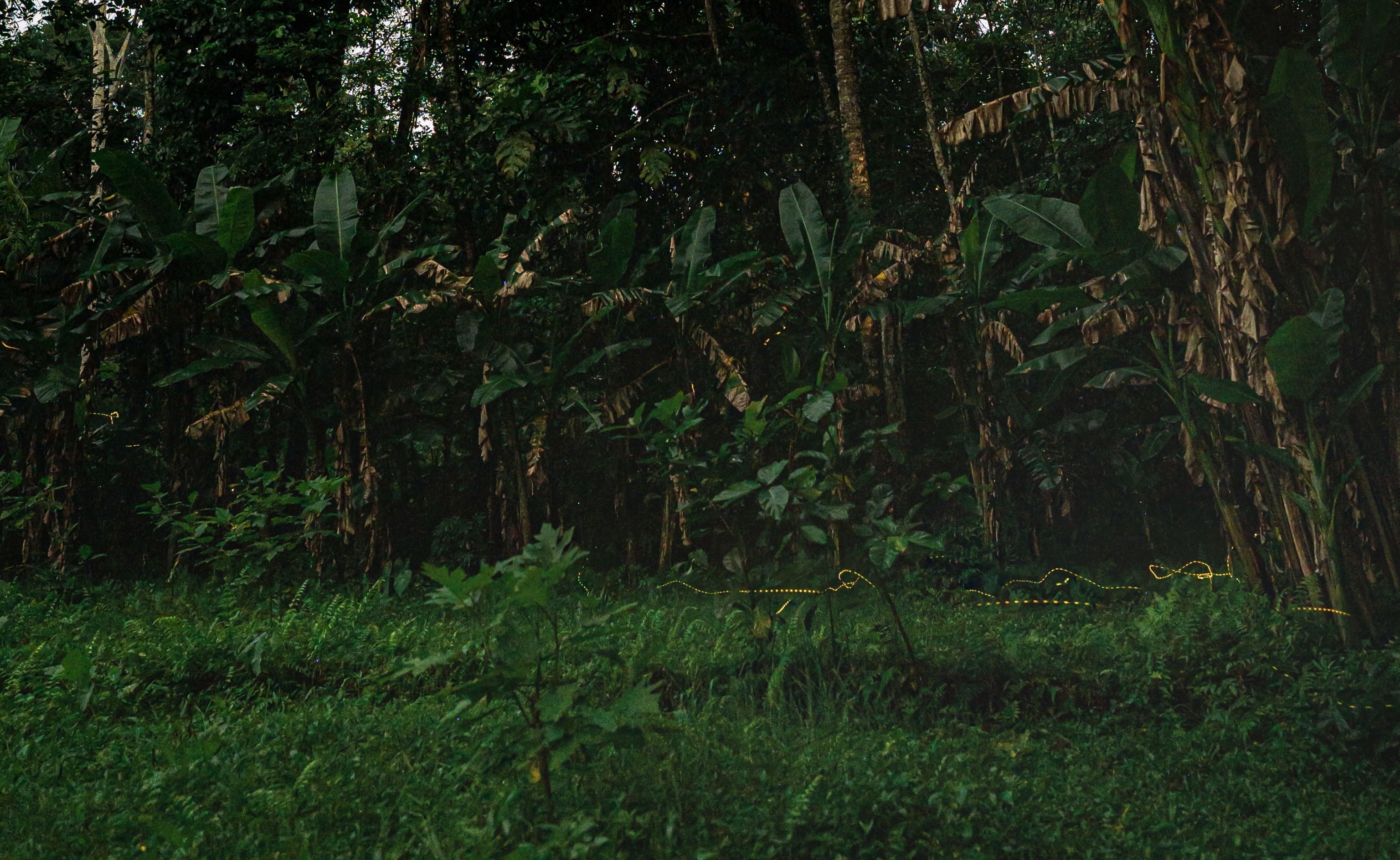 A lush jungle contrasts a trail of yellow dots made by fireflies.