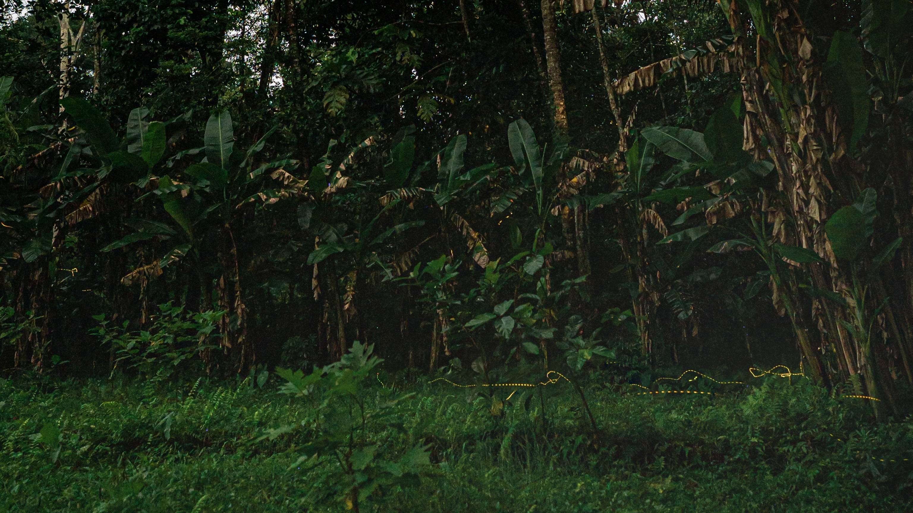 Watch the night sky light up with fireflies in Bali—here's the best place to see them