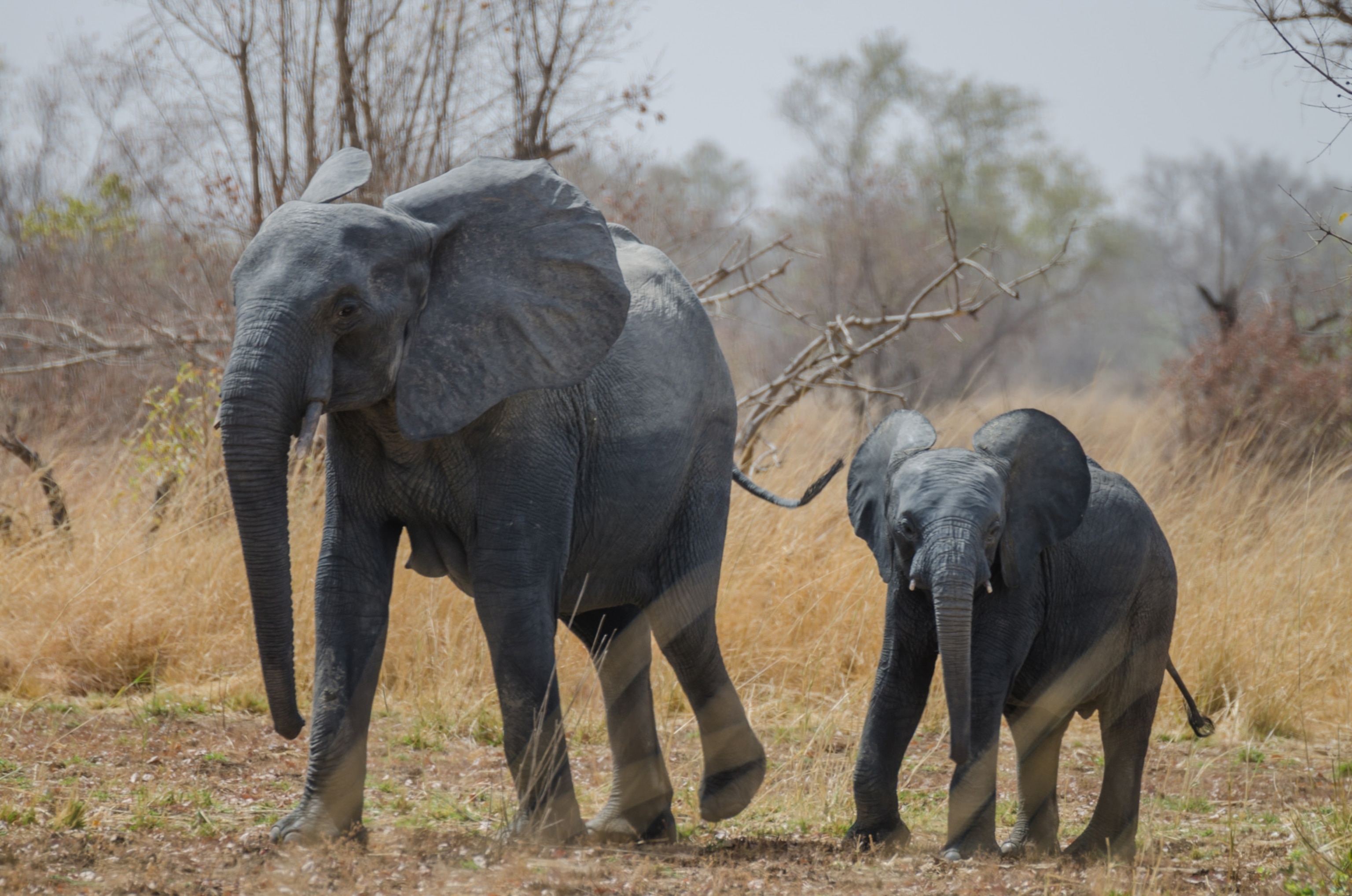 a young small African elephant