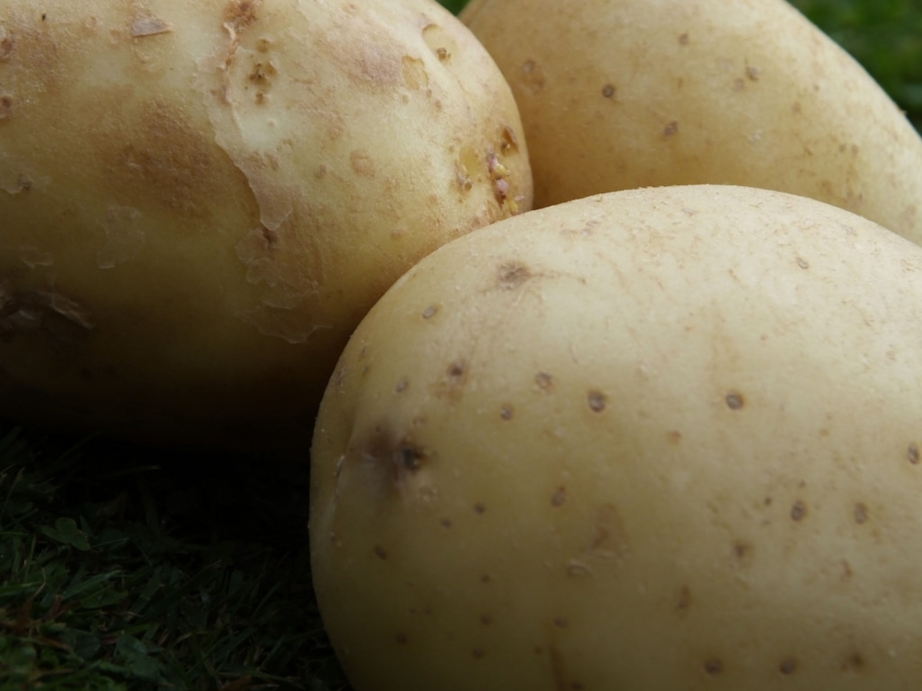 Close up photo of a potato.